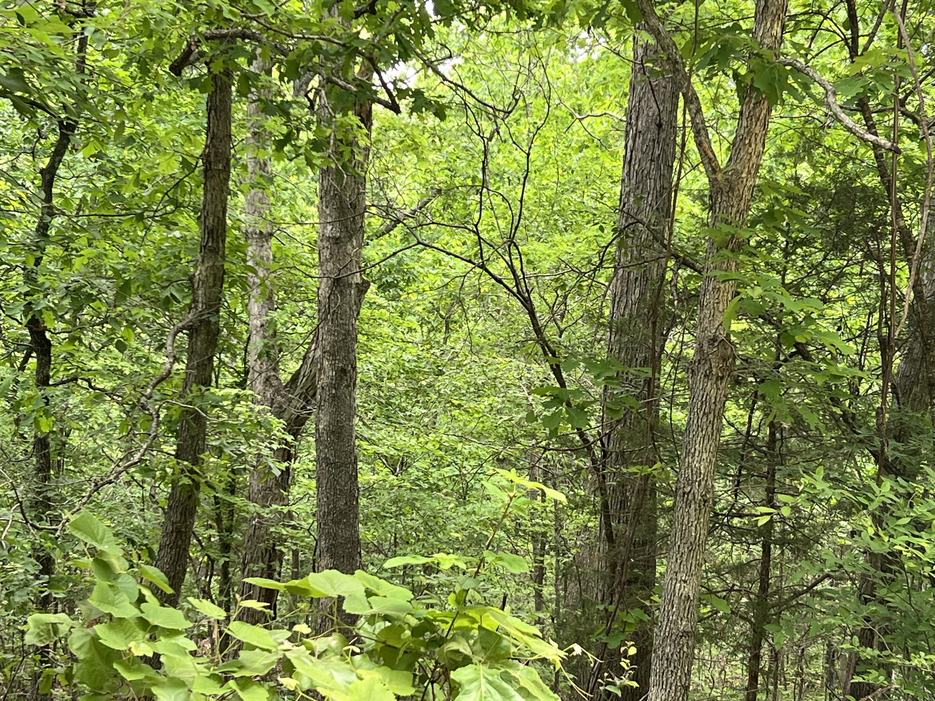 Photo 6 - Land for sale – 000  Lot 7 Tall Oaks Trail   Mammoth Spring, AR