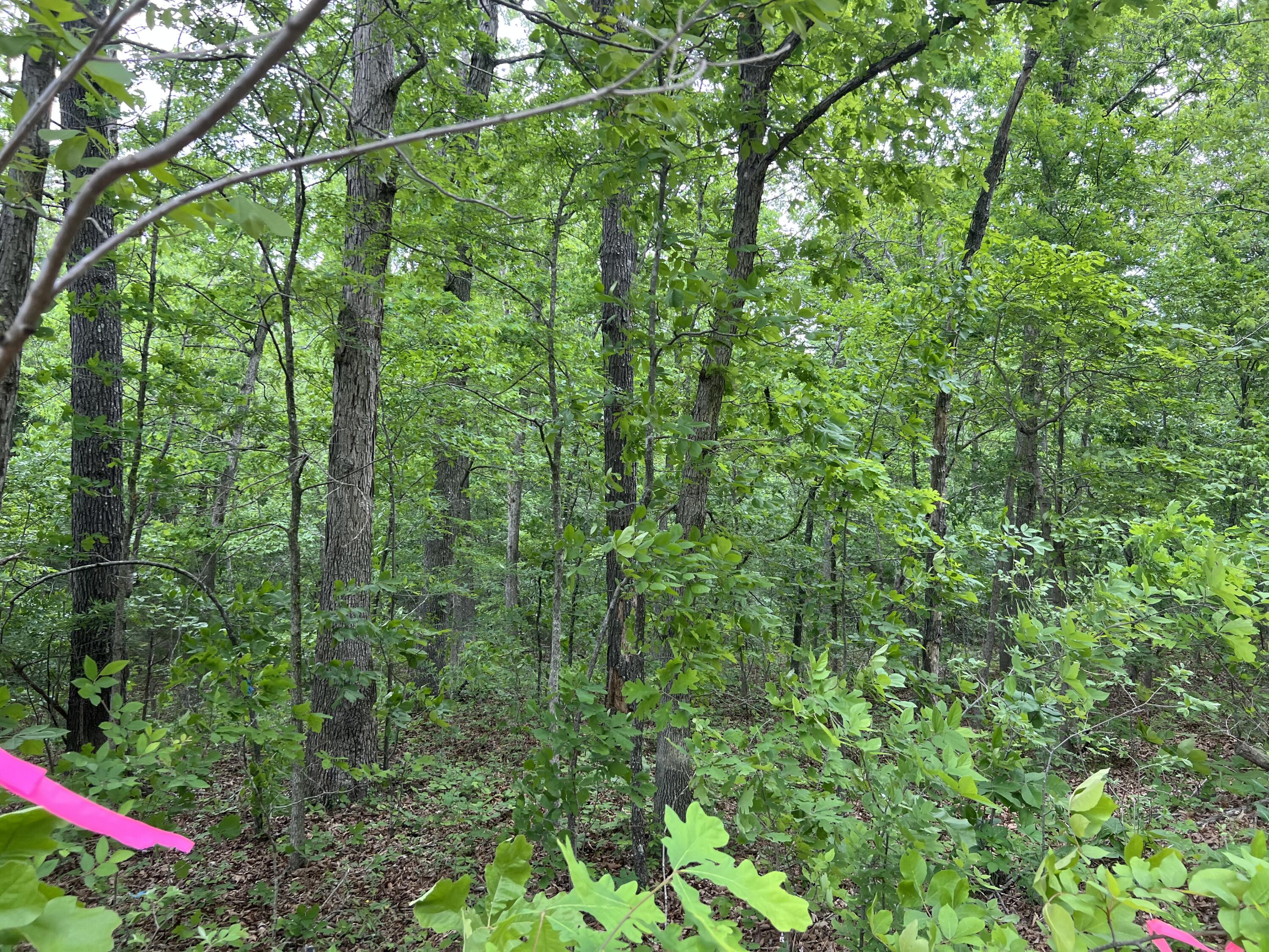 Photo 3 - Land for sale – 000  Lot 7 Tall Oaks Trail   Mammoth Spring, AR
