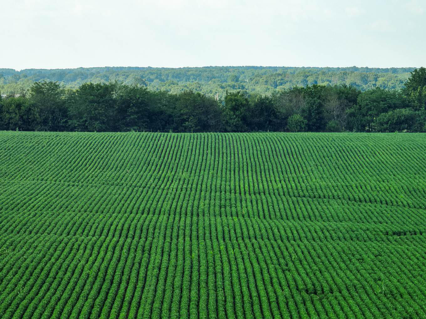 Photo 4 - Land for sale – 000  Lawrence 1232   Marionville, MO