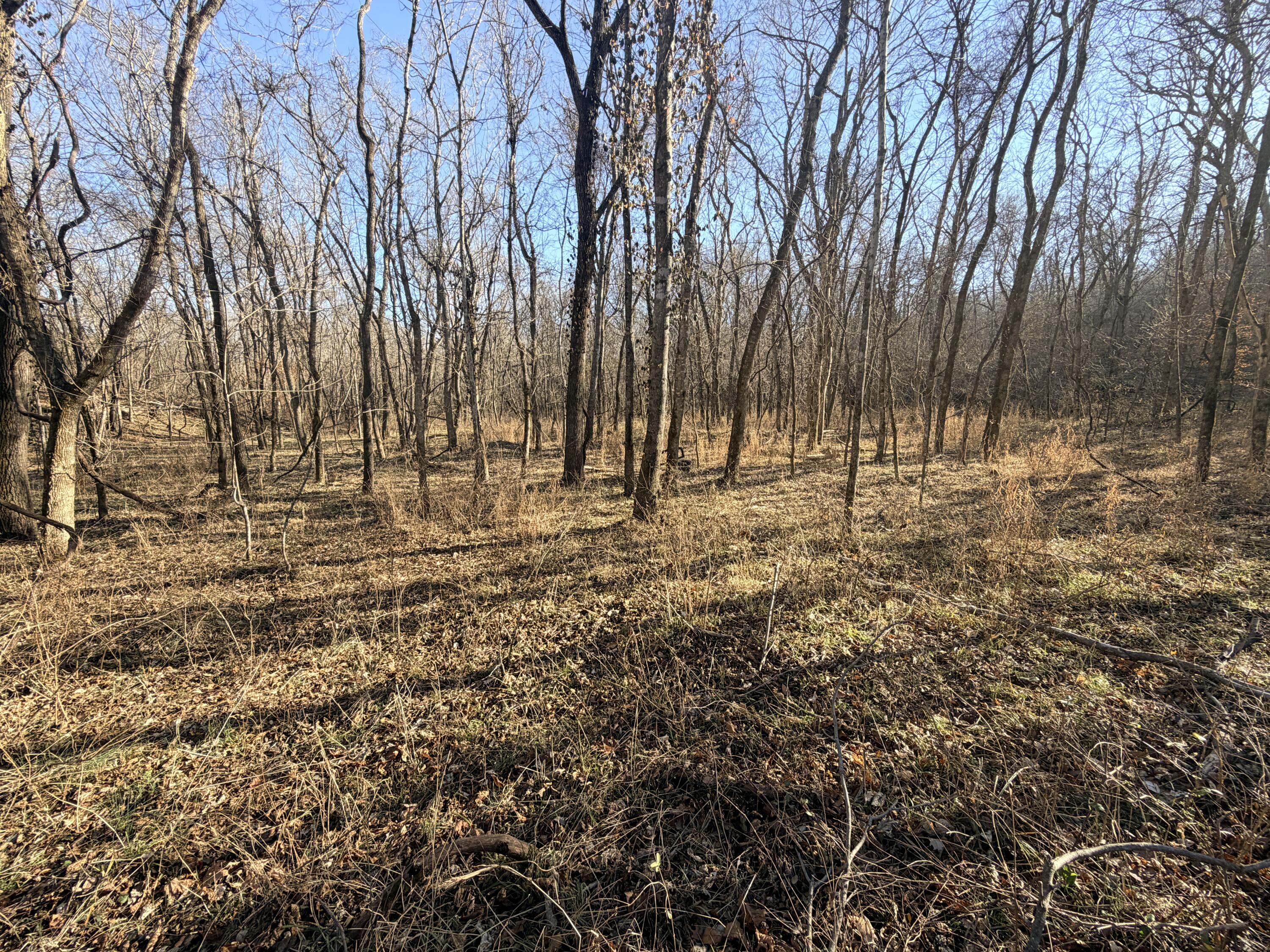 Photo 11 - Land for sale – 36ac  Hagee Road  Anderson, MO