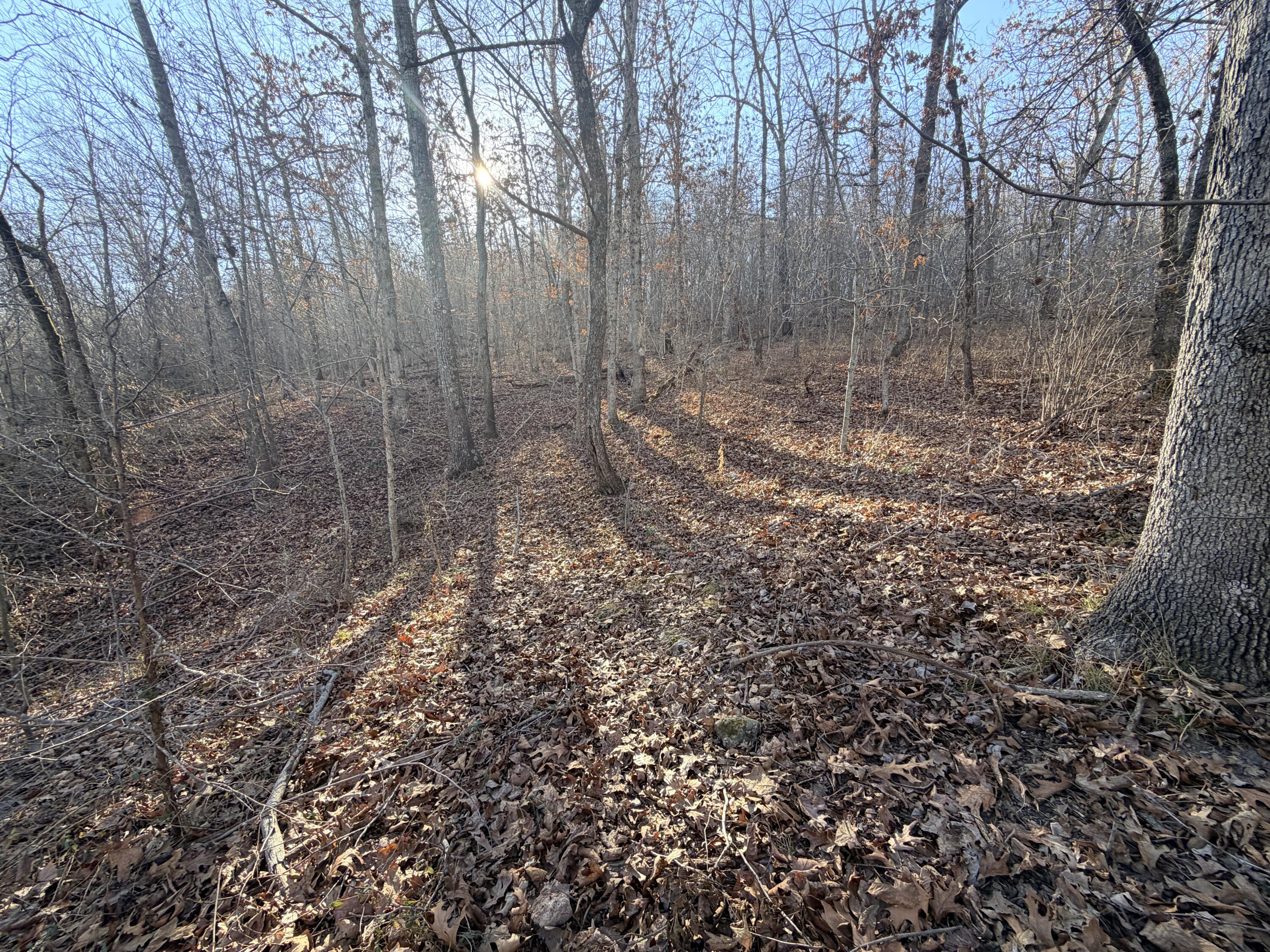 Photo 4 - Land for sale – 36ac  Hagee Road  Anderson, MO