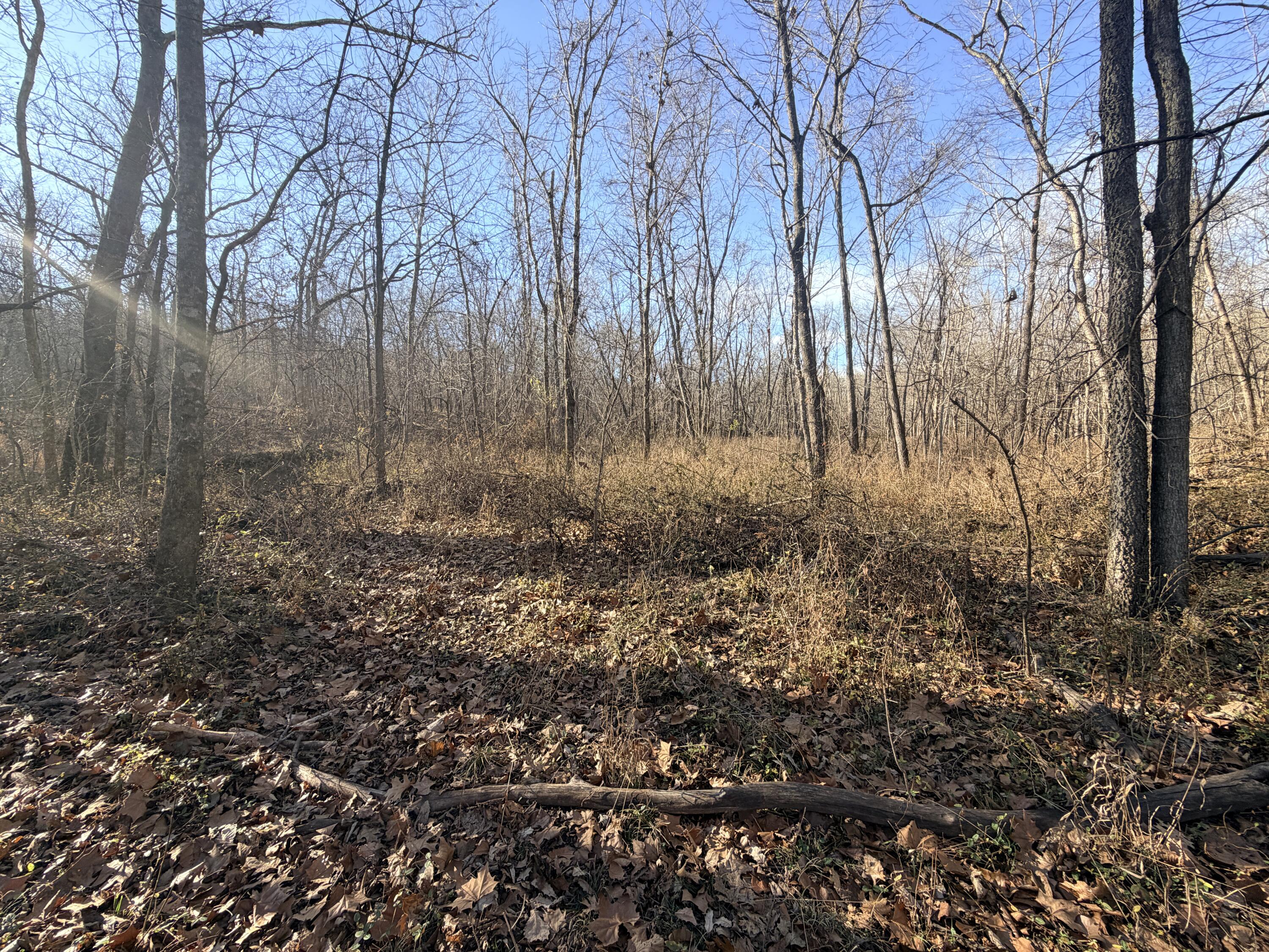 Photo 8 - Land for sale – 36ac  Hagee Road  Anderson, MO