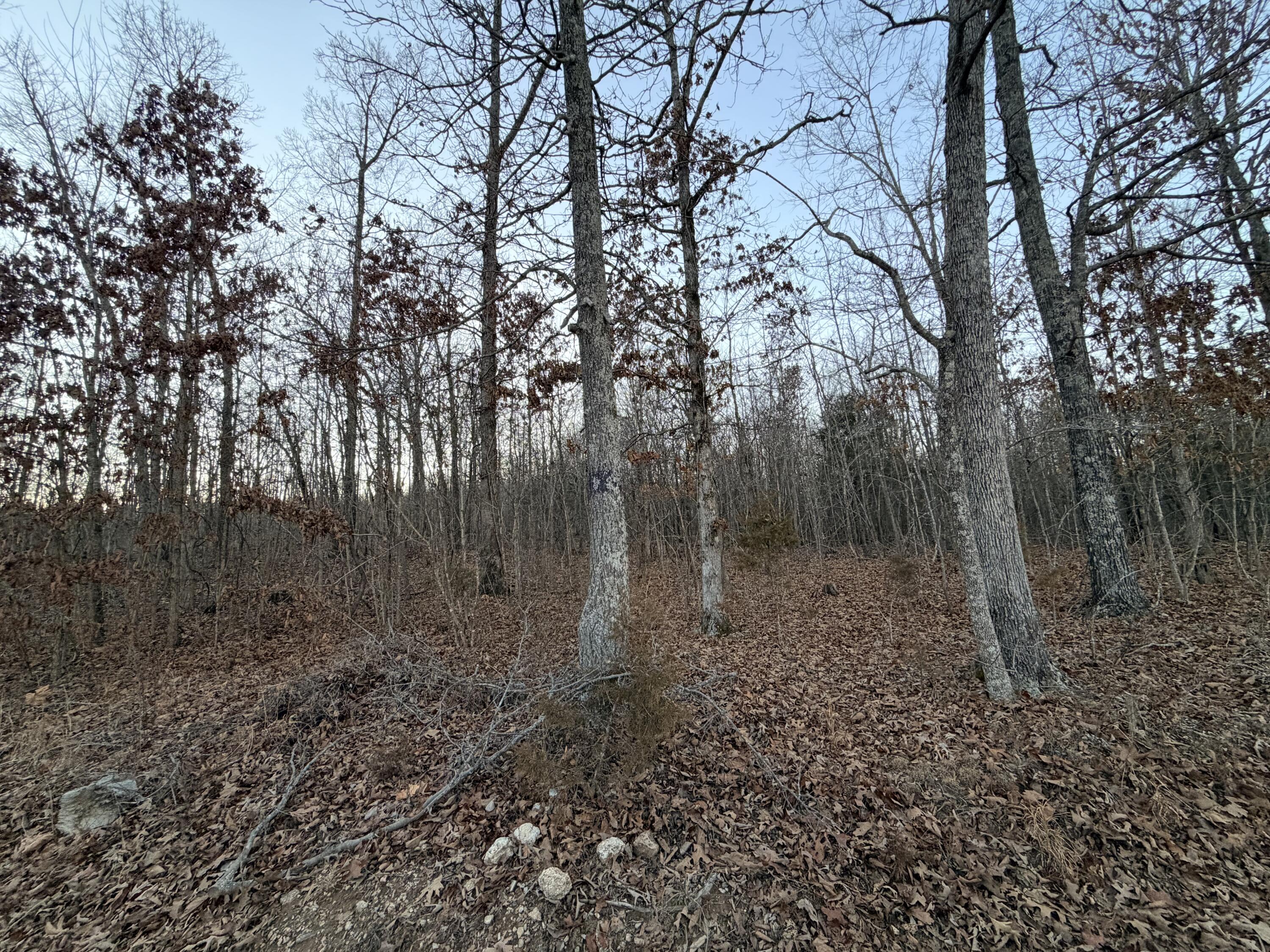 Land for sale – 000  County Road 204   Alton, MO