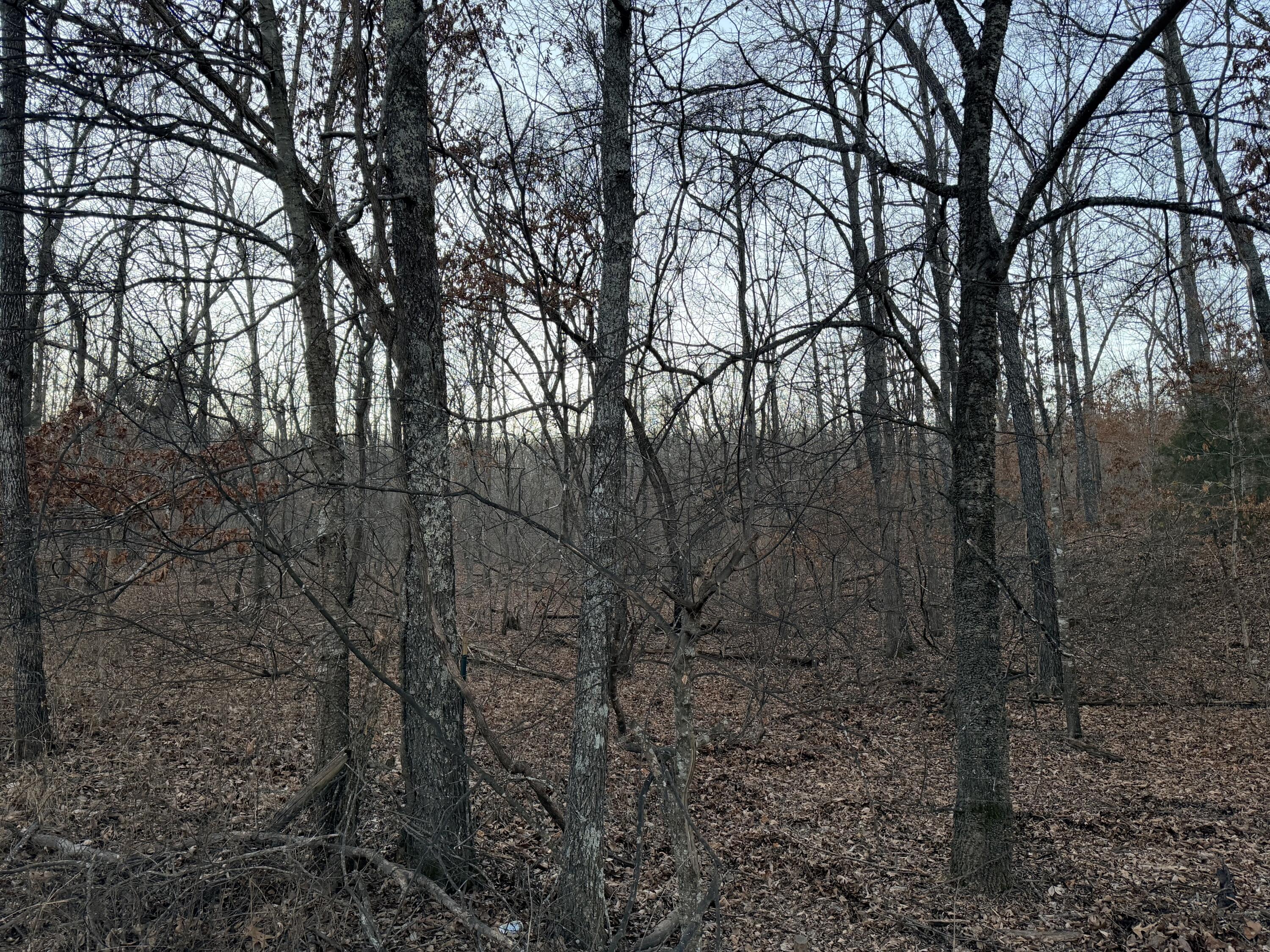 Photo 2 - Land for sale – 000  County Road 204   Alton, MO