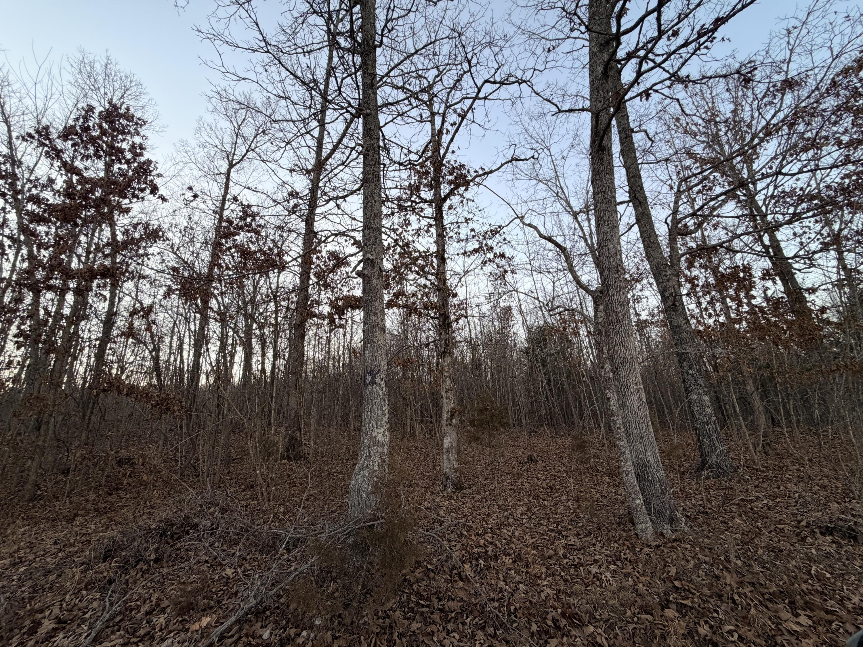 Photo 3 - Land for sale – 000  County Road 204   Alton, MO