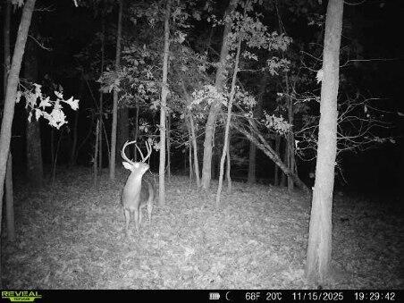 Photo 13 - Land for sale – 85-Ac  Burmingham Road   Forsyth, MO