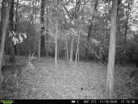 Land for sale – 85-Ac  Burmingham Road   Forsyth, MO