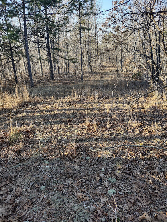 Photo 6 - Land for sale – 000  Moonshine Pass   Salem, MO