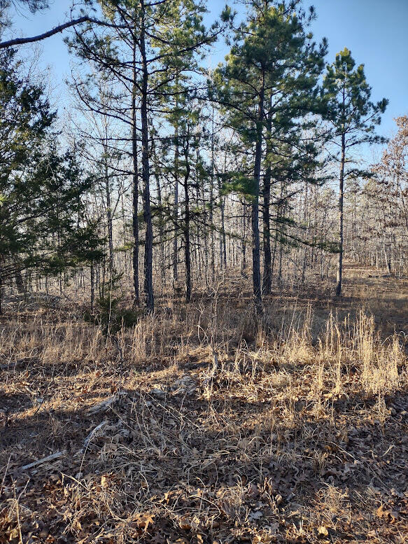 Photo 9 - Land for sale – 000  Moonshine Pass   Salem, MO