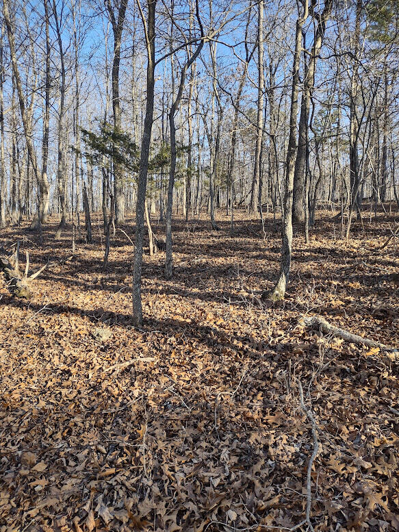Photo 10 - Land for sale – 000  Moonshine Pass   Salem, MO