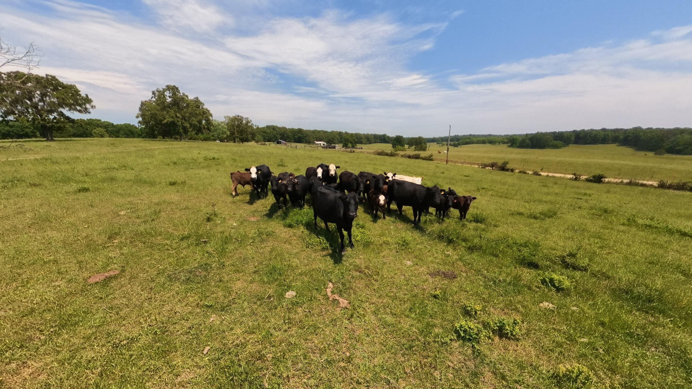 Photo 7 - Land for sale – 000  County Road 113   Alton, MO
