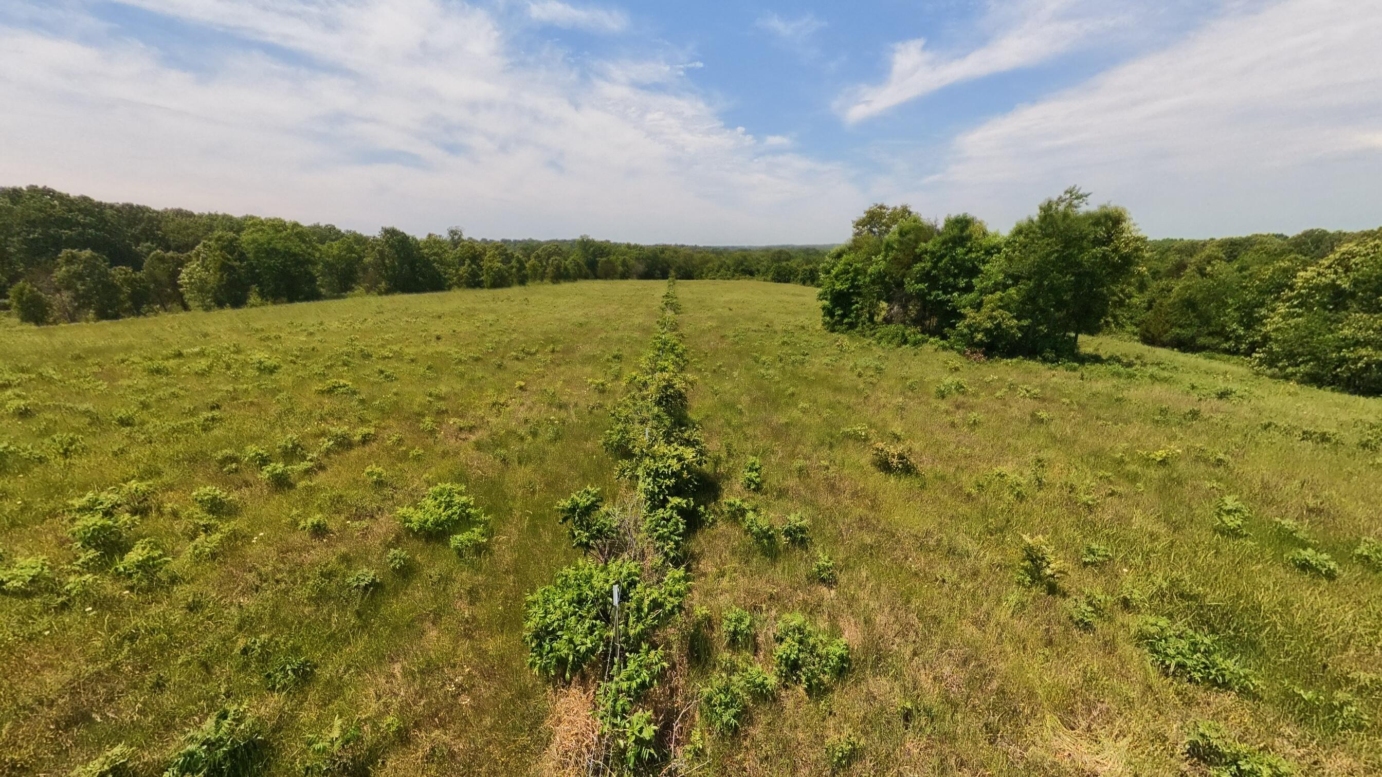 Photo 39 - Land for sale – 000  County Road 113   Alton, MO