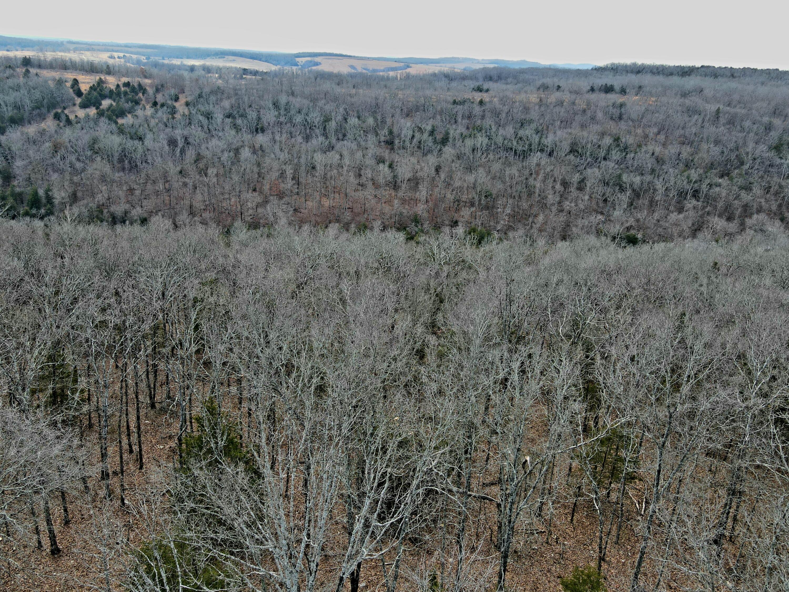 Photo 41 - Land for sale – 000  Hickory Flats Road  Ava, MO