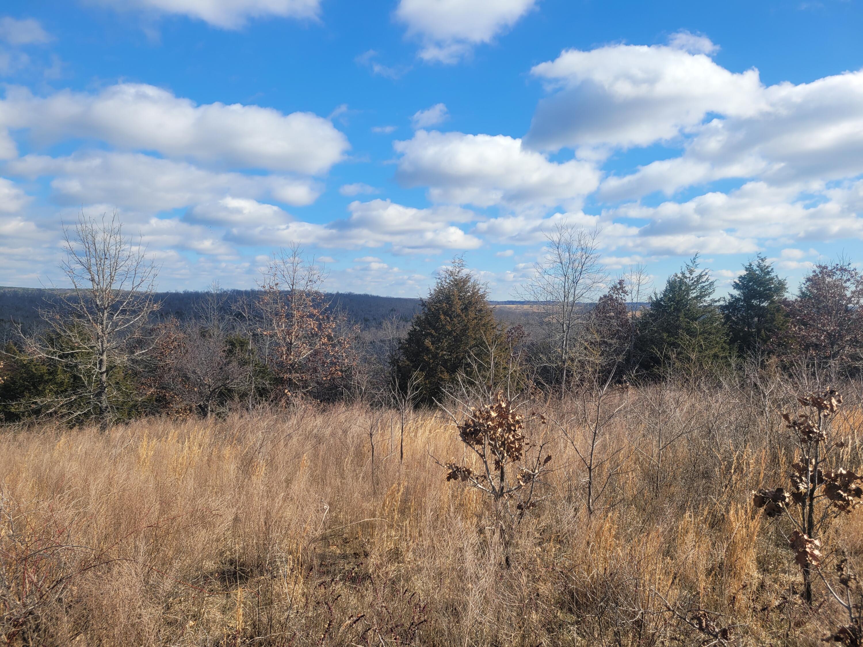 Photo 19 - Land for sale – 000  Hickory Flats Road  Ava, MO