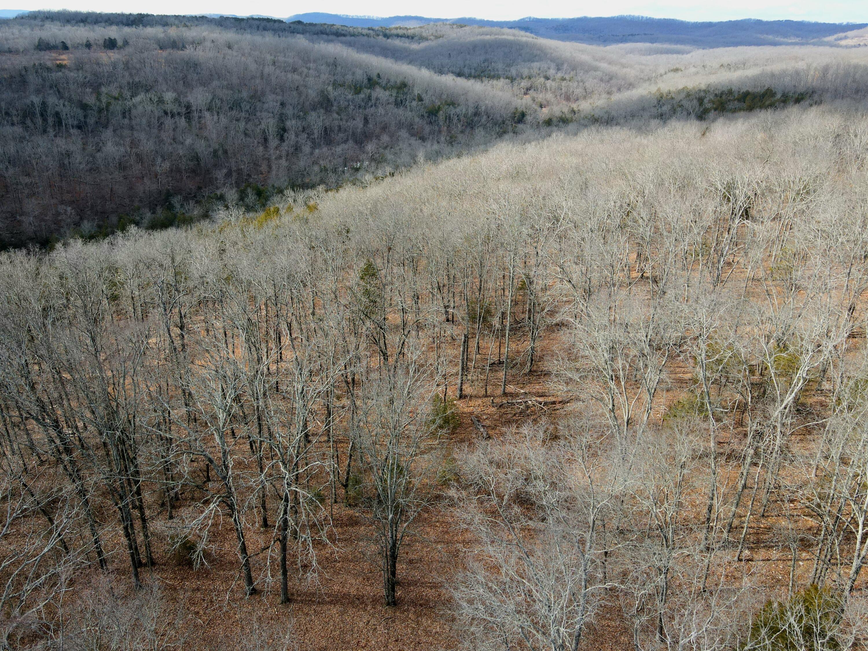 Photo 44 - Land for sale – 000  Hickory Flats Road  Ava, MO