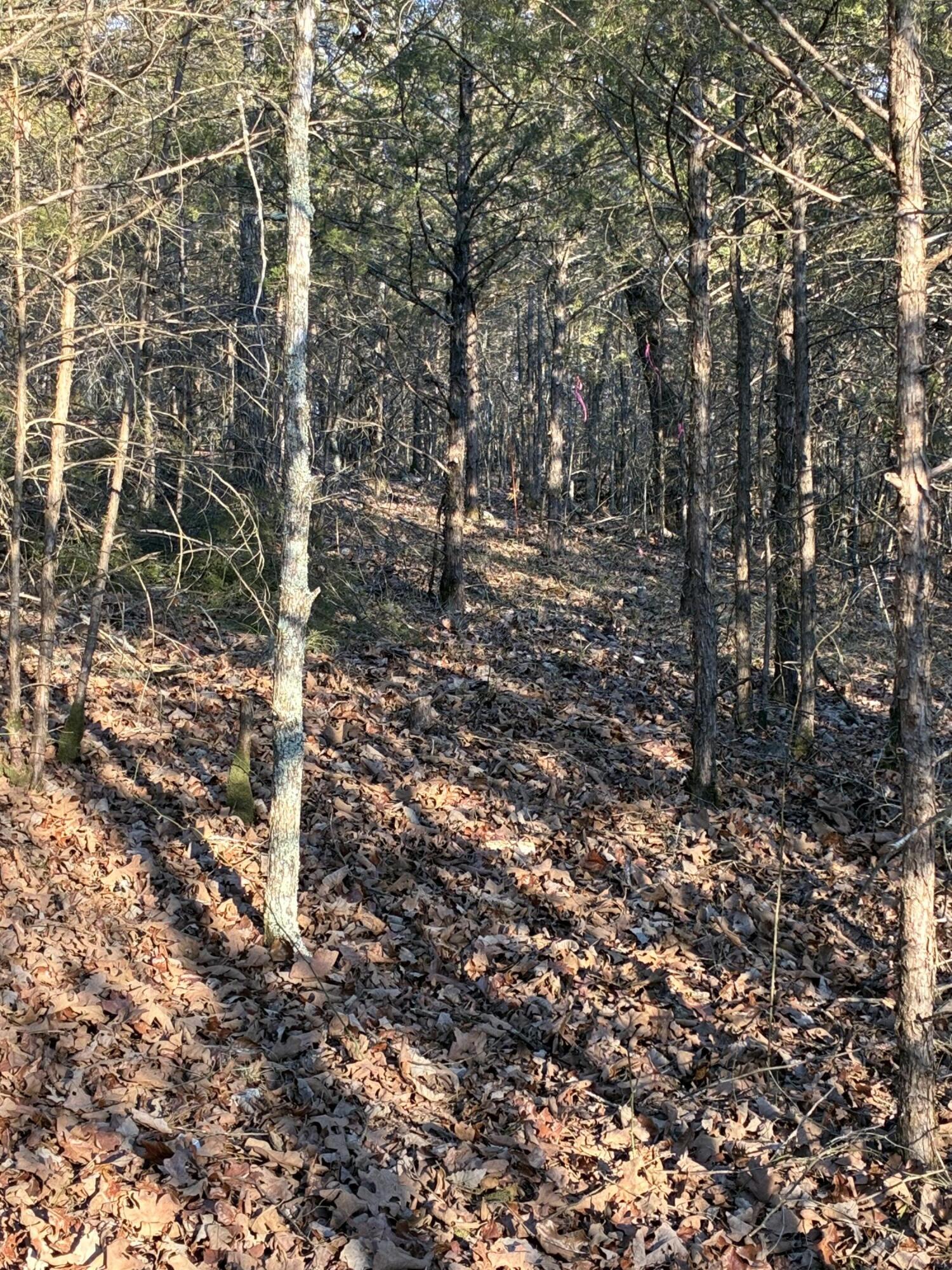 Photo 7 - Land for sale – Lot 24  Limestone Drive  Branson West, MO