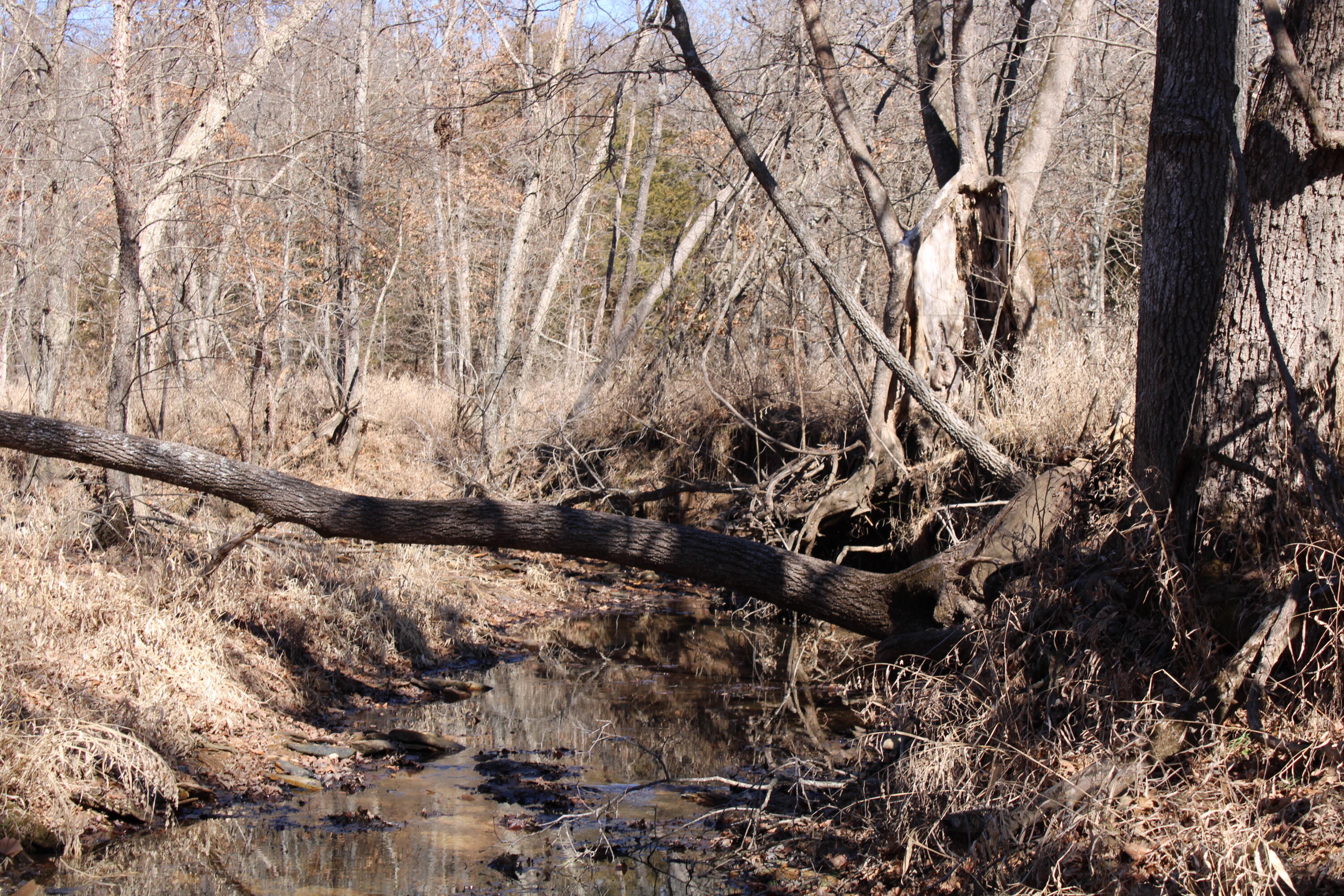 Photo 34 - Land for sale – 000 NE 184 Pvt Road  Osceola, MO