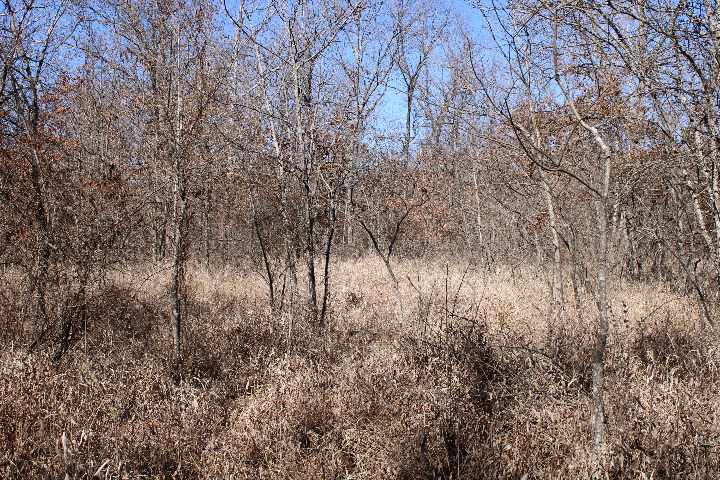 Photo 11 - Land for sale – 000 NE 184 Pvt Road  Osceola, MO