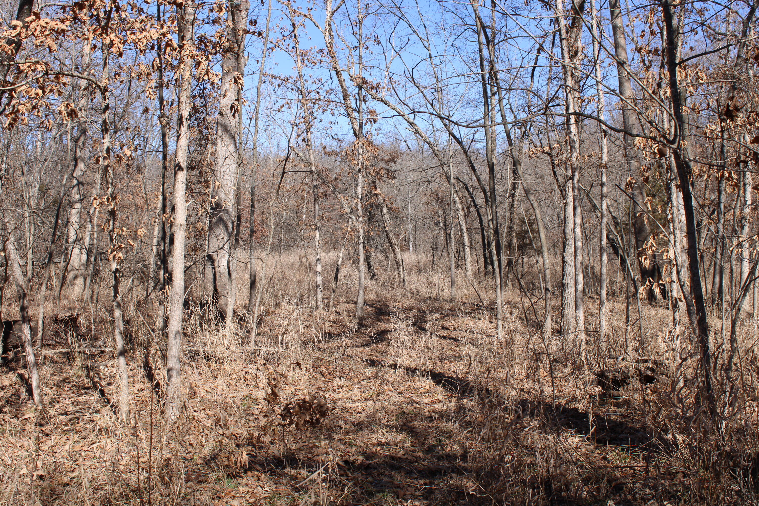 Photo 8 - Land for sale – 000 NE 184 Pvt Road  Osceola, MO