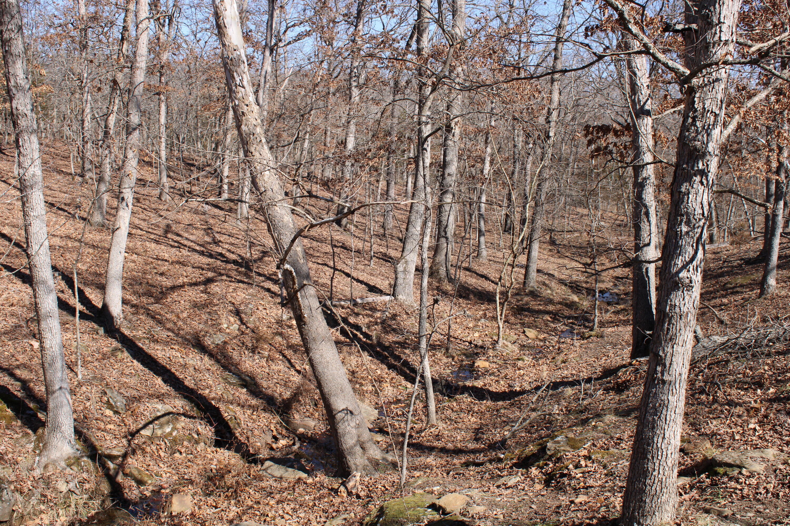 Photo 19 - Land for sale – 000 NE 184 Pvt Road  Osceola, MO