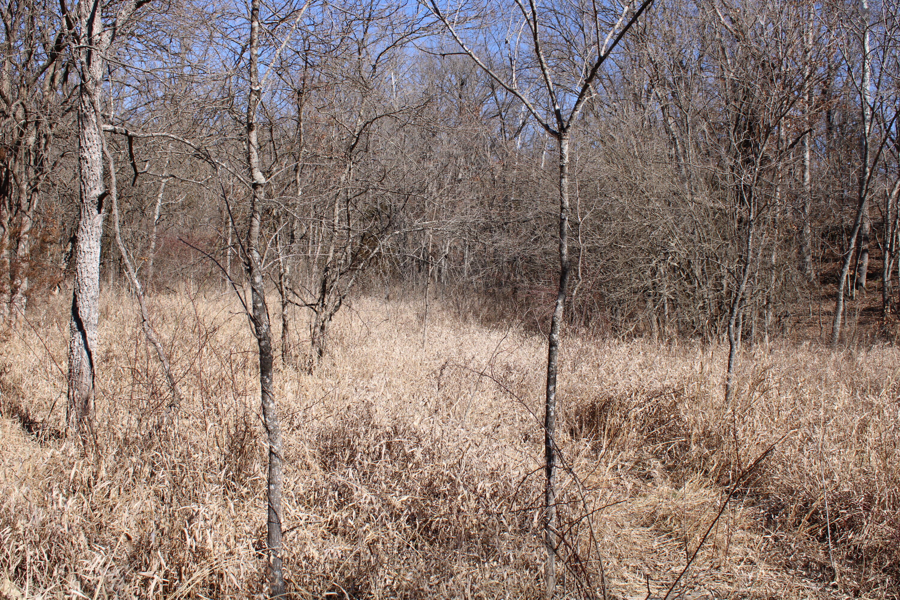 Photo 27 - Land for sale – 000 NE 184 Pvt Road  Osceola, MO