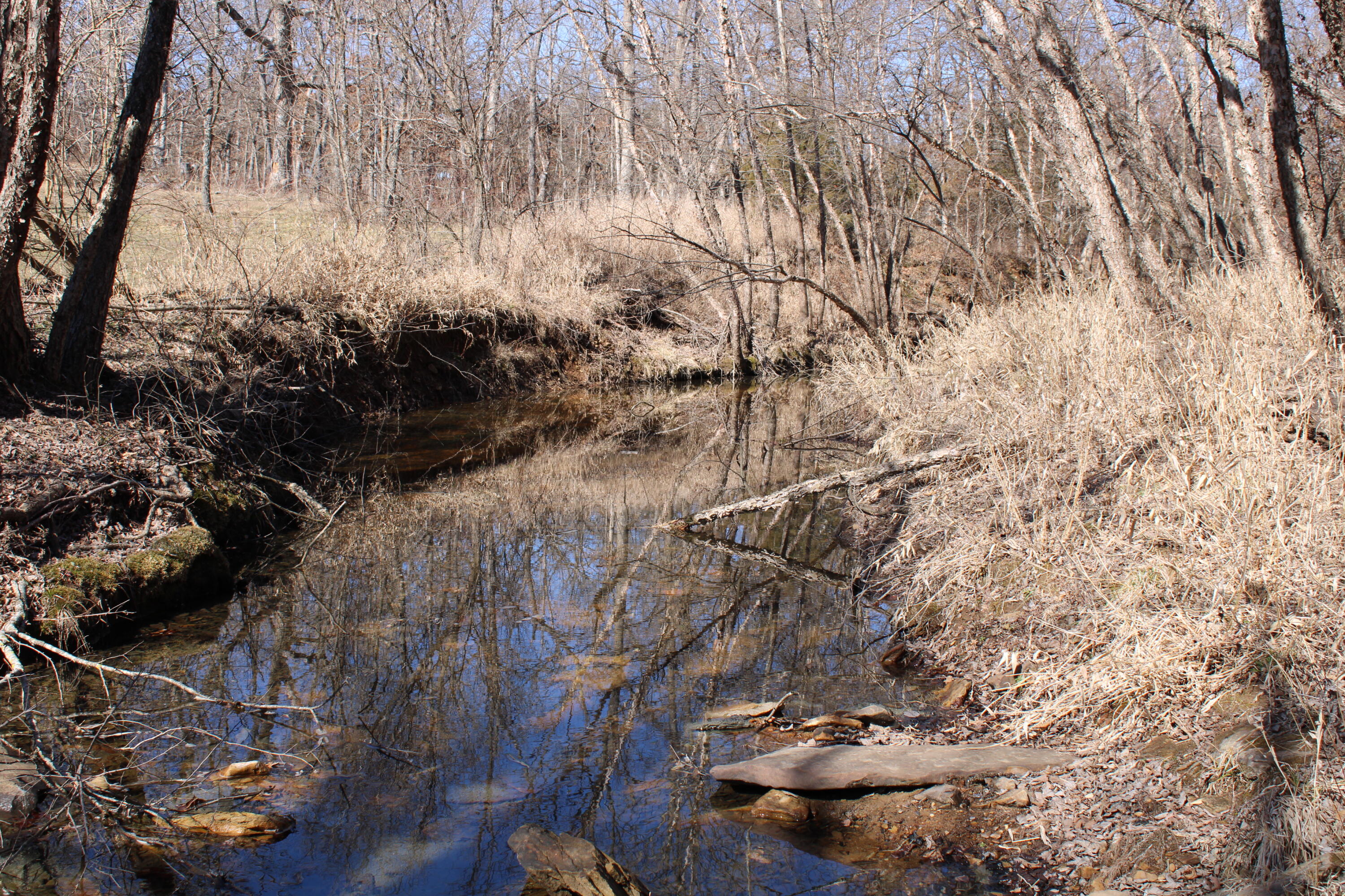Photo 7 - Land for sale – 000 NE 184 Pvt Road  Osceola, MO
