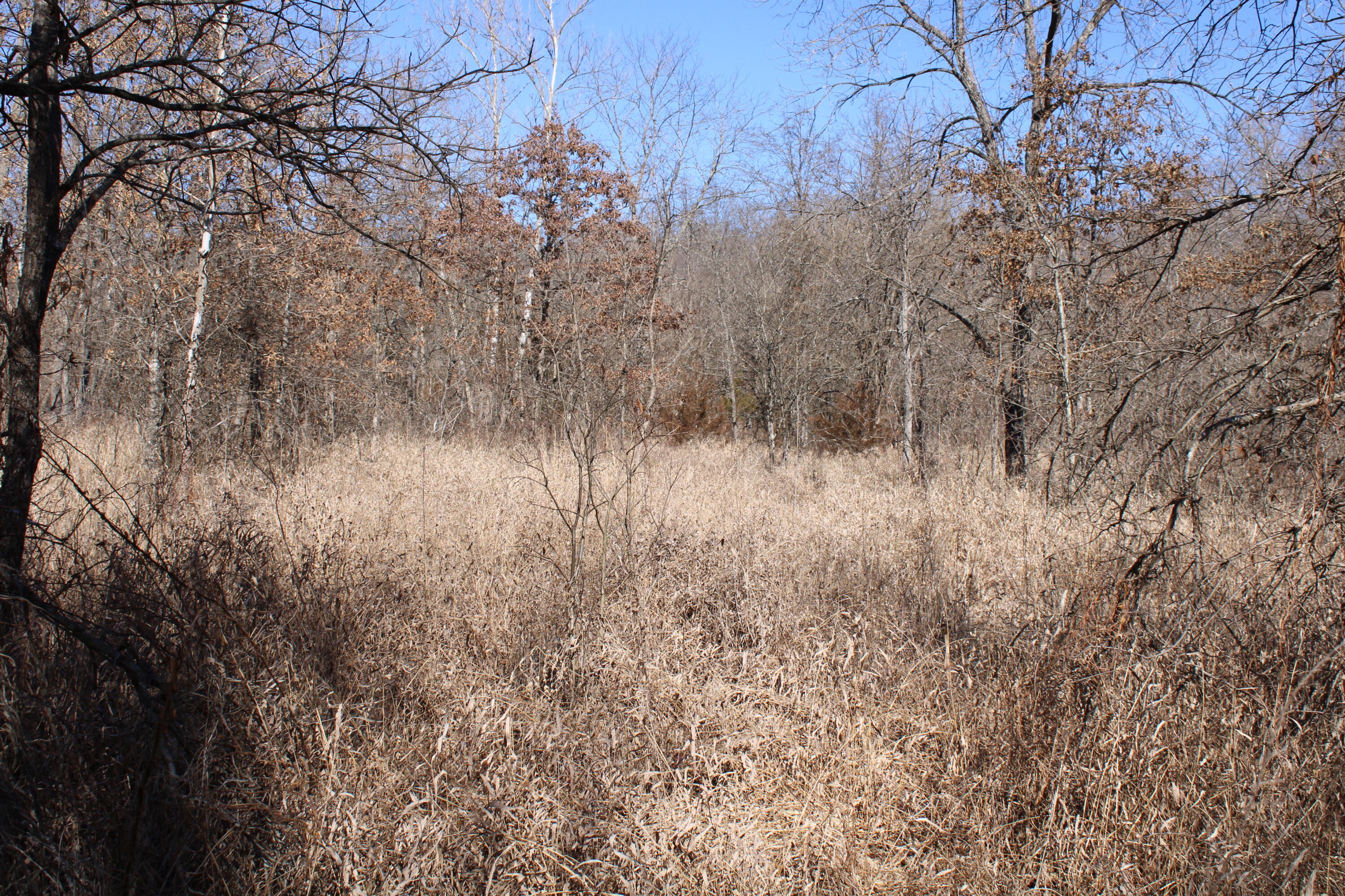 Photo 10 - Land for sale – 000 NE 184 Pvt Road  Osceola, MO