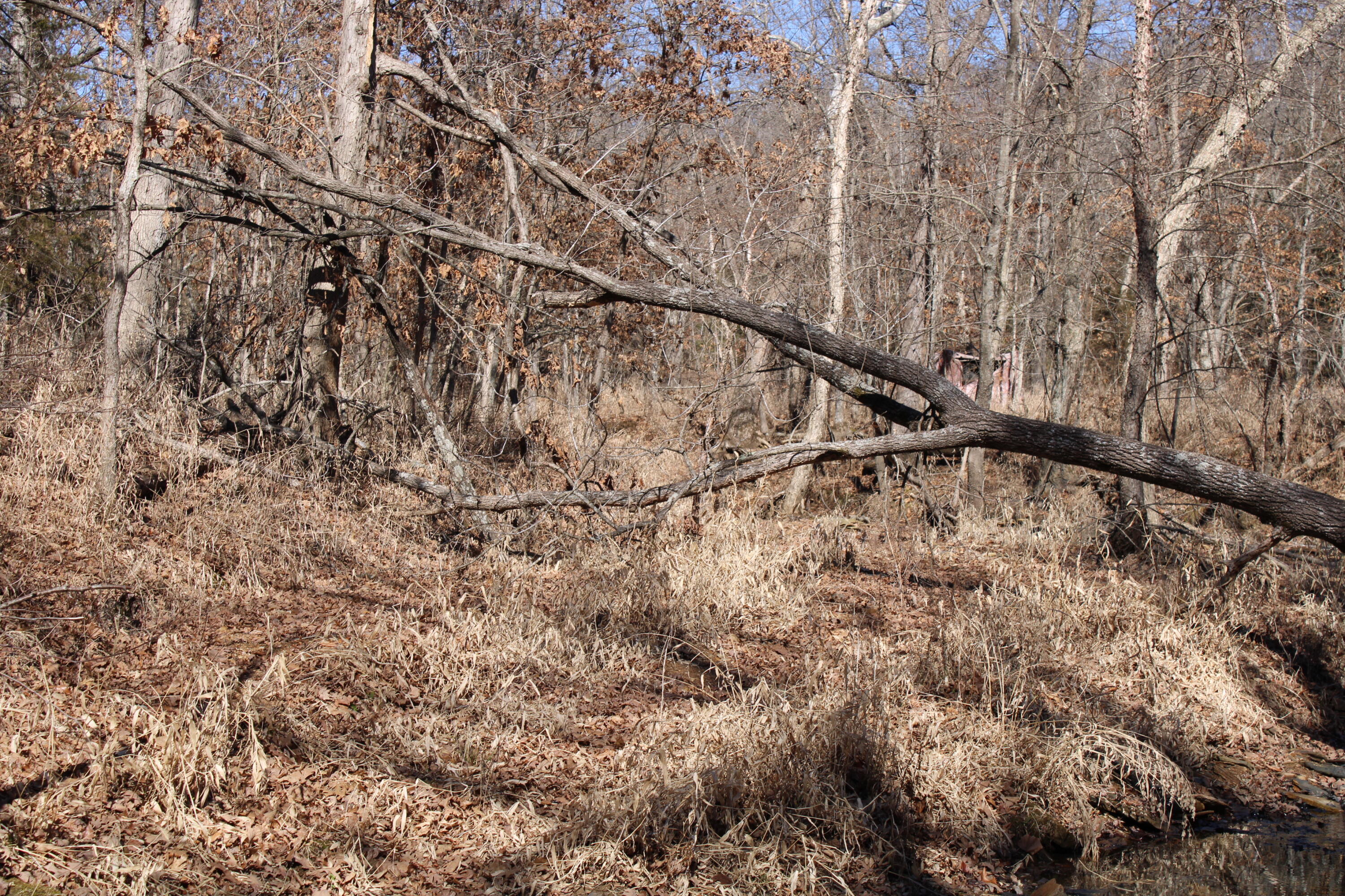 Photo 33 - Land for sale – 000 NE 184 Pvt Road  Osceola, MO