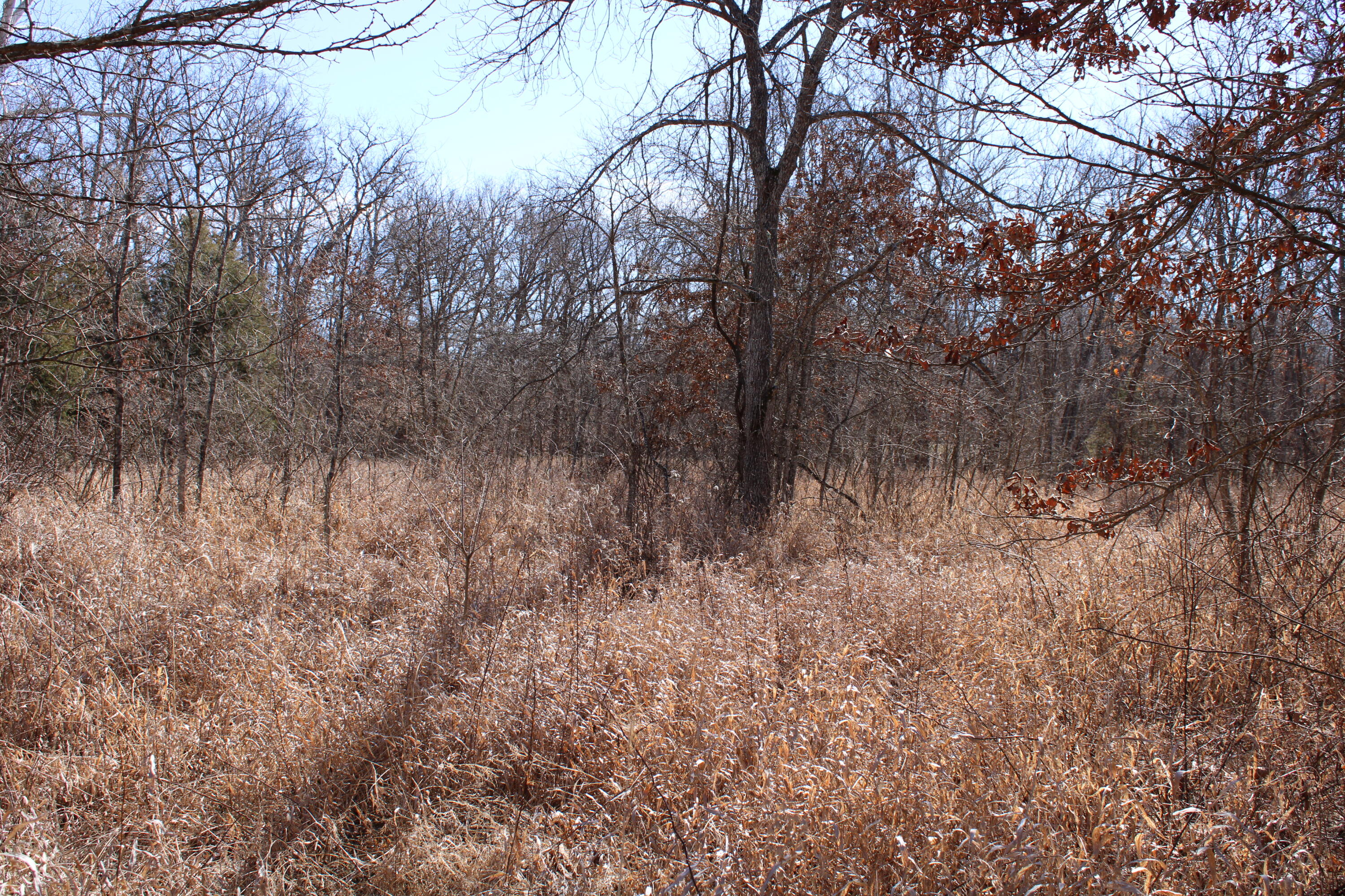 Photo 28 - Land for sale – 000 NE 184 Pvt Road  Osceola, MO
