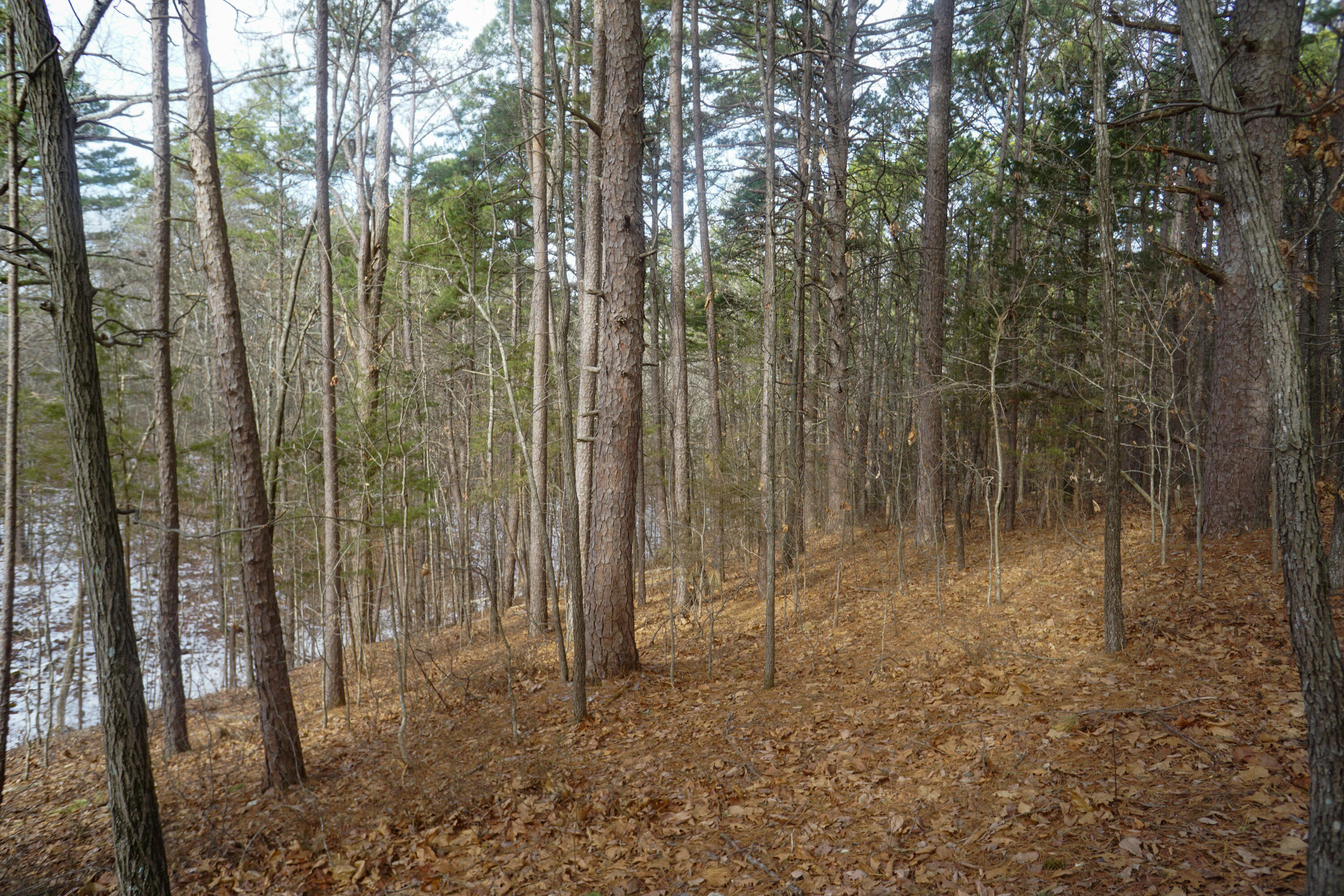 Photo 7 - Land for sale – 11 Ac. On  State Hwy 13   Lampe, MO
