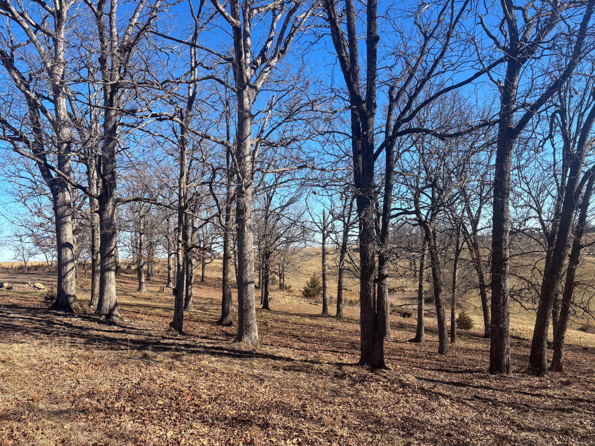 Photo 30 - Residential for sale – 640  County Road 865   Isabella, MO