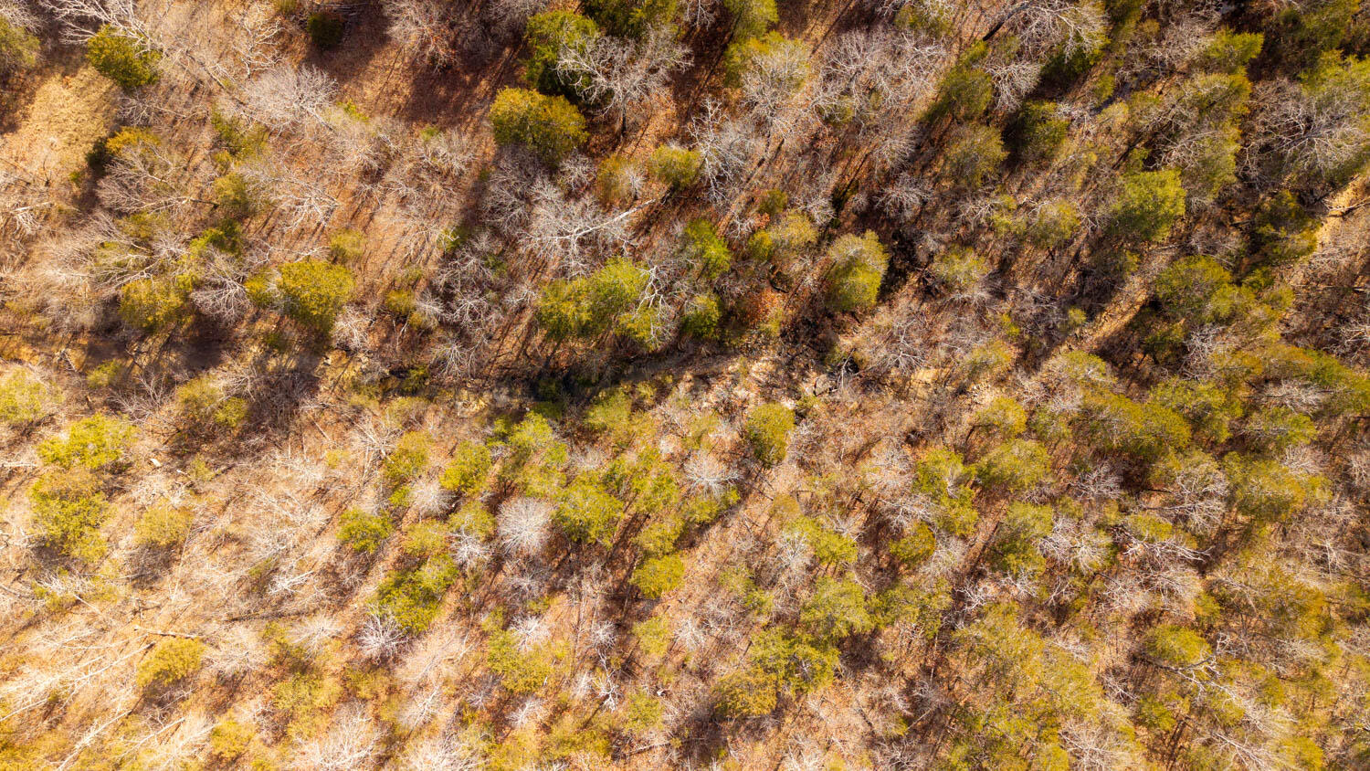 Photo 9 - Land for sale – 000  Rimstone Lane  Gainesville, MO