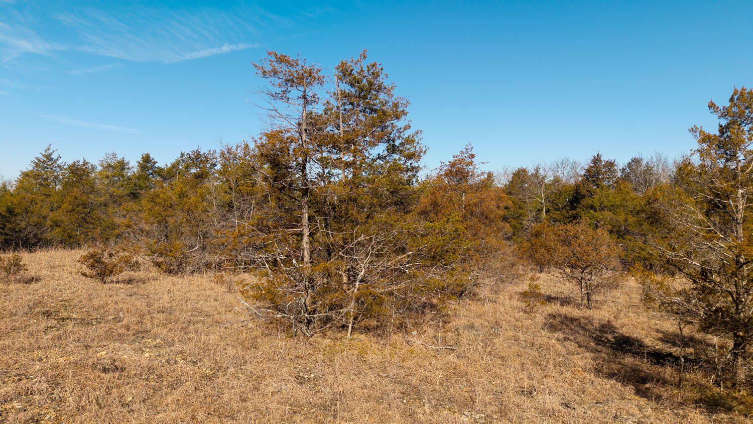 Photo 16 - Land for sale – 000  Rimstone Lane  Gainesville, MO
