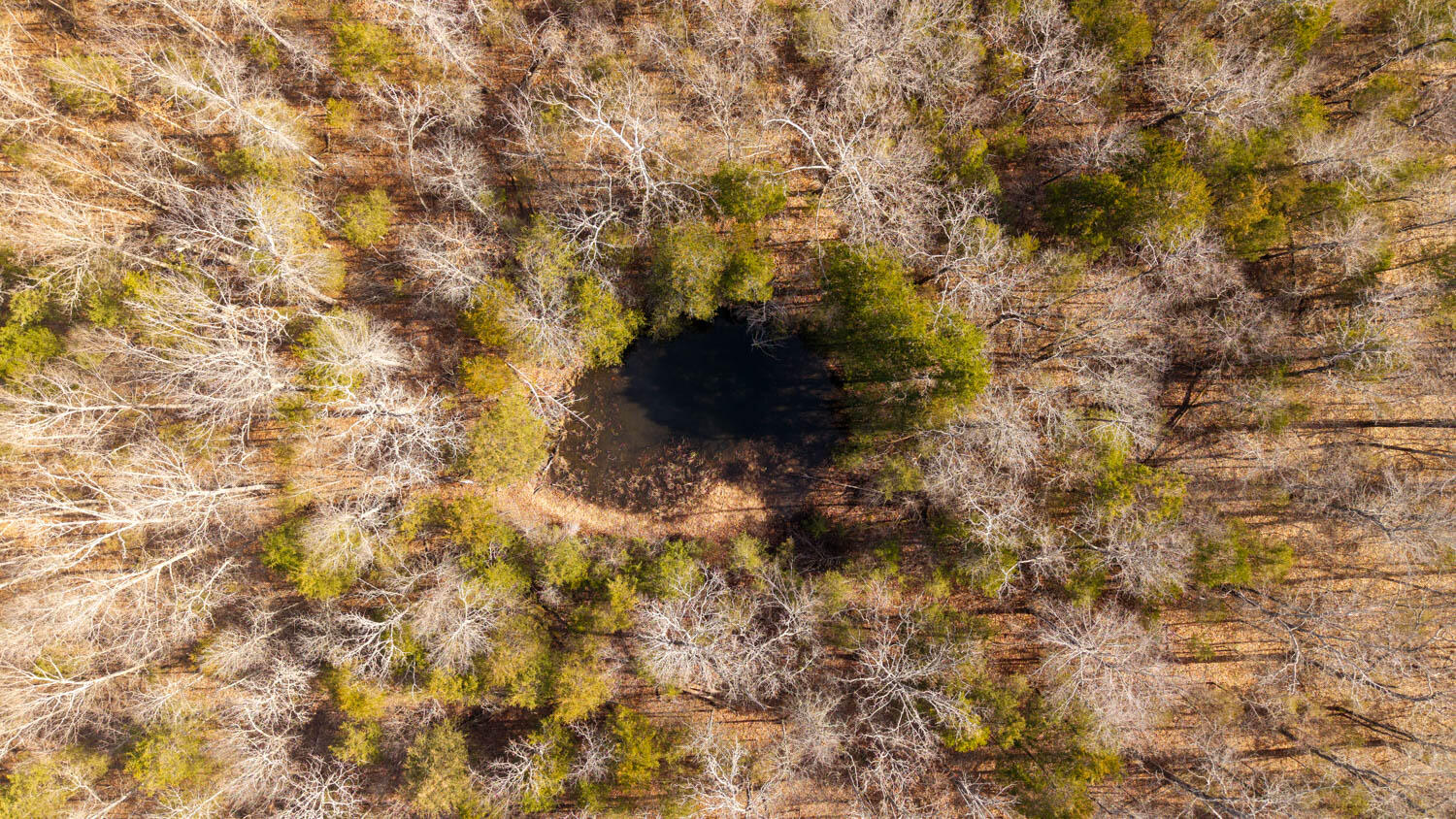 Photo 8 - Land for sale – 000  Rimstone Lane  Gainesville, MO
