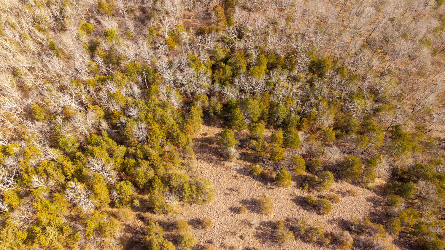 Photo 3 - Land for sale – 000  Rimstone Lane  Gainesville, MO