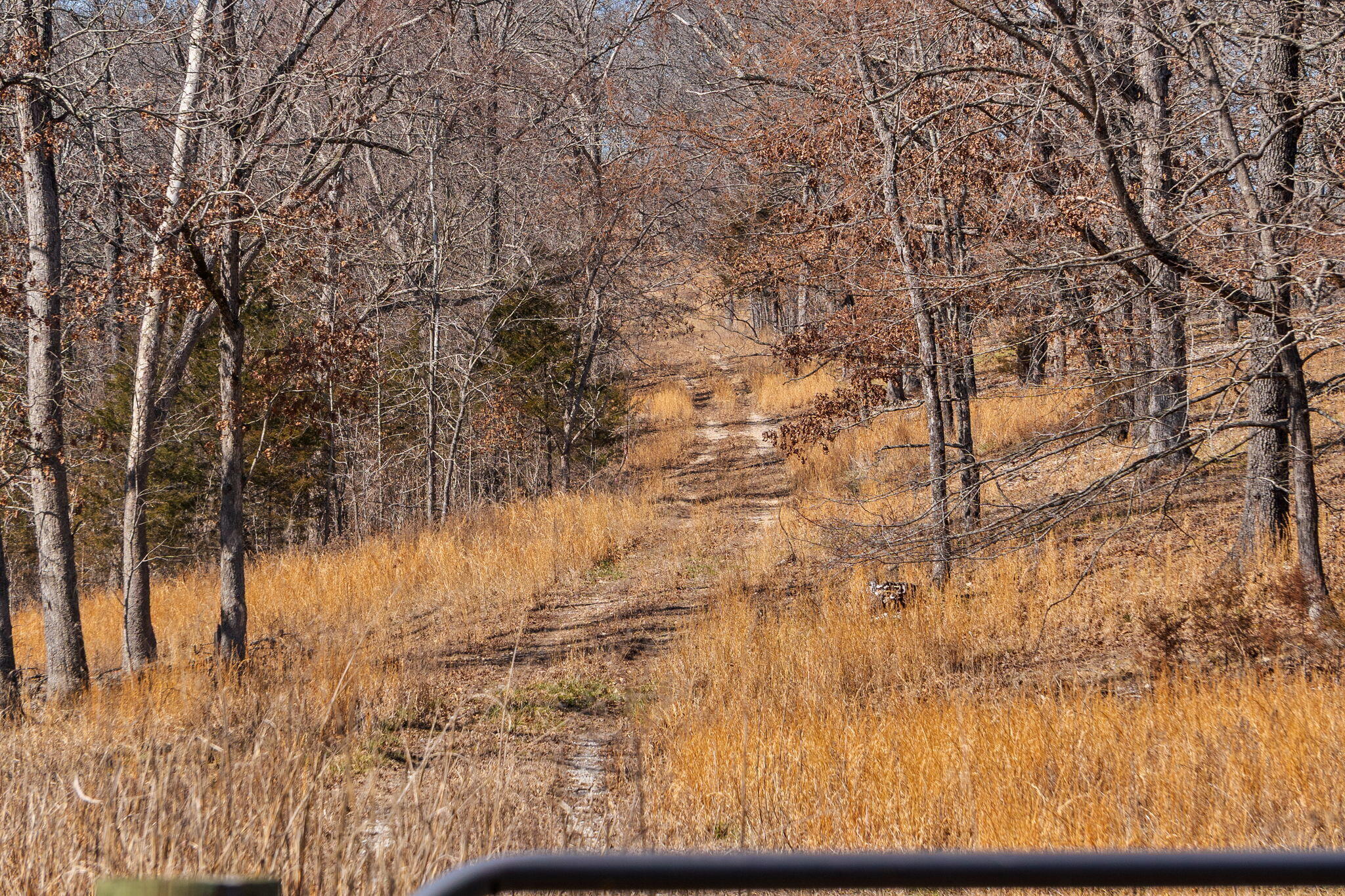Photo 47 - Land for sale – 000  Long Bend Road  Galena, MO