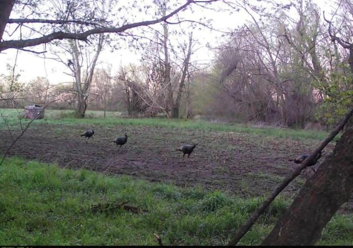 Photo 31 - Farm for sale – 463b NE 88th Lane  Lamar, MO