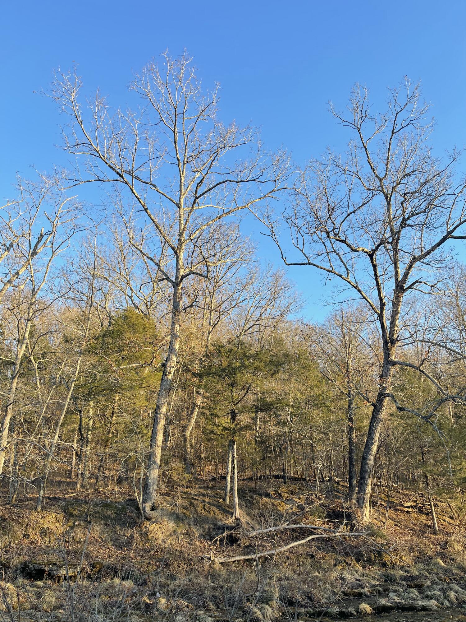 Photo 2 - Land for sale – Tract 2  County Road 14-534   Ava, MO