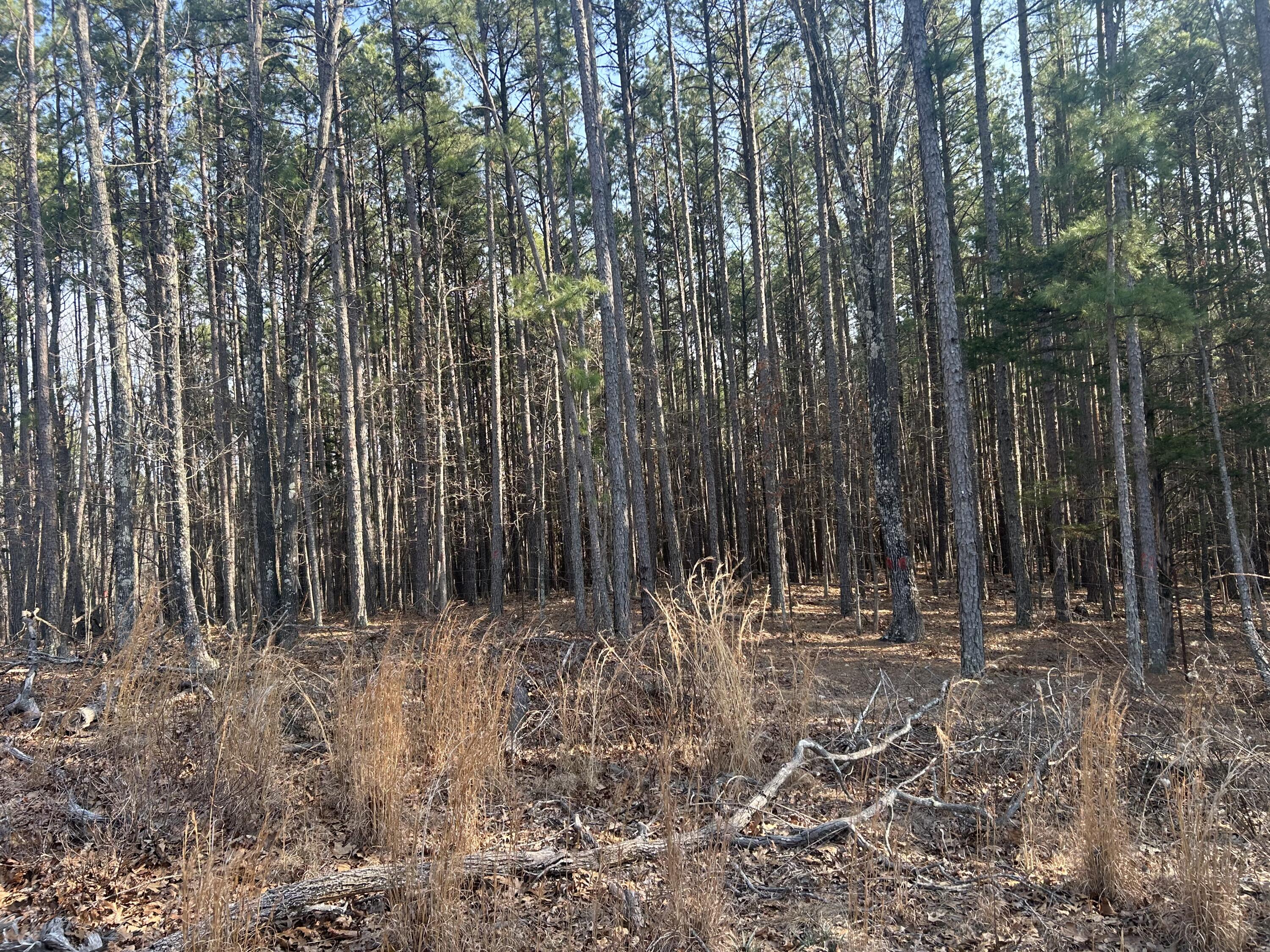 Photo 2 - Land for sale – 00  Highway 32   Salem, MO