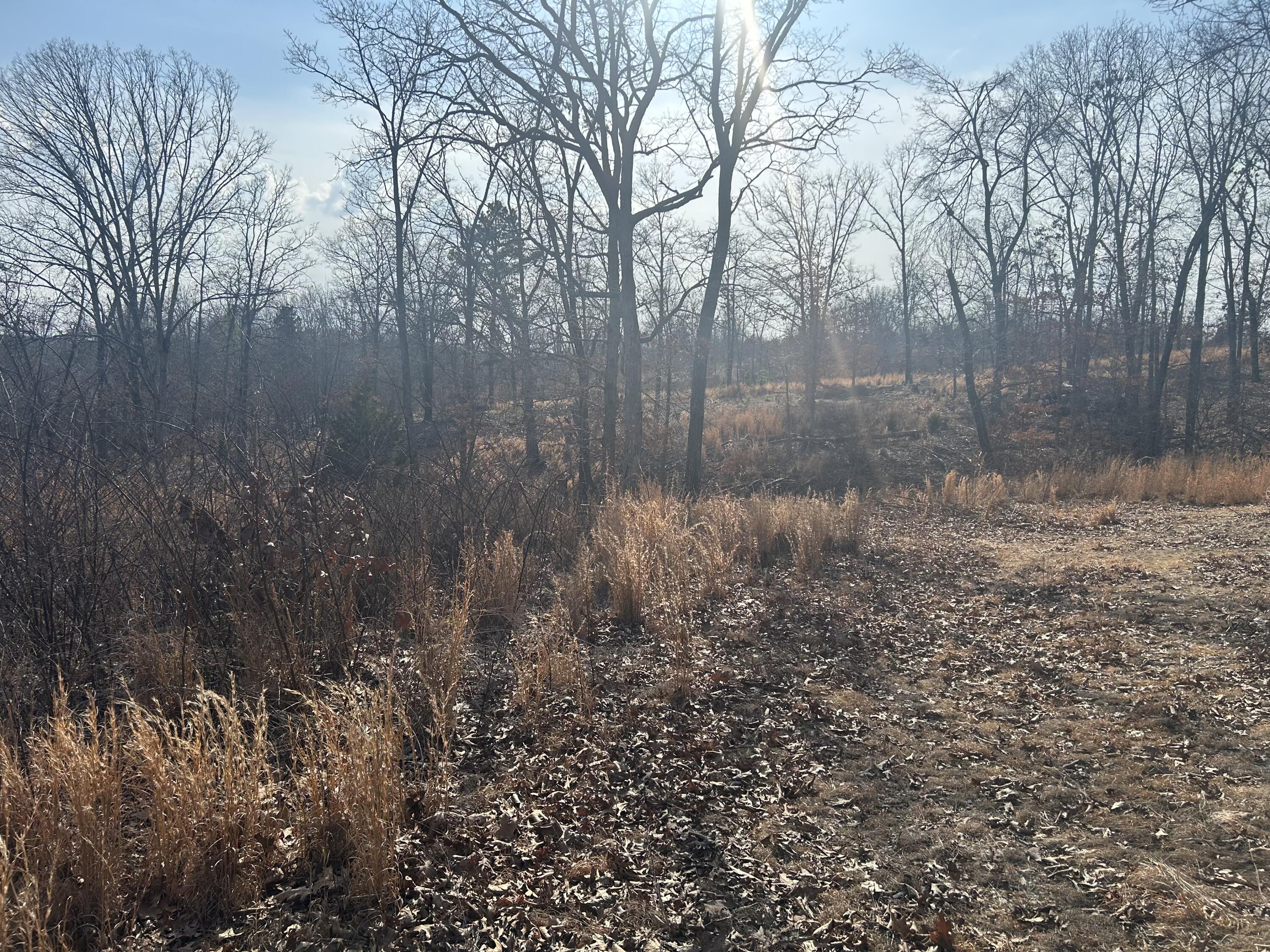 Photo 7 - Land for sale – 00  Highway 32   Salem, MO