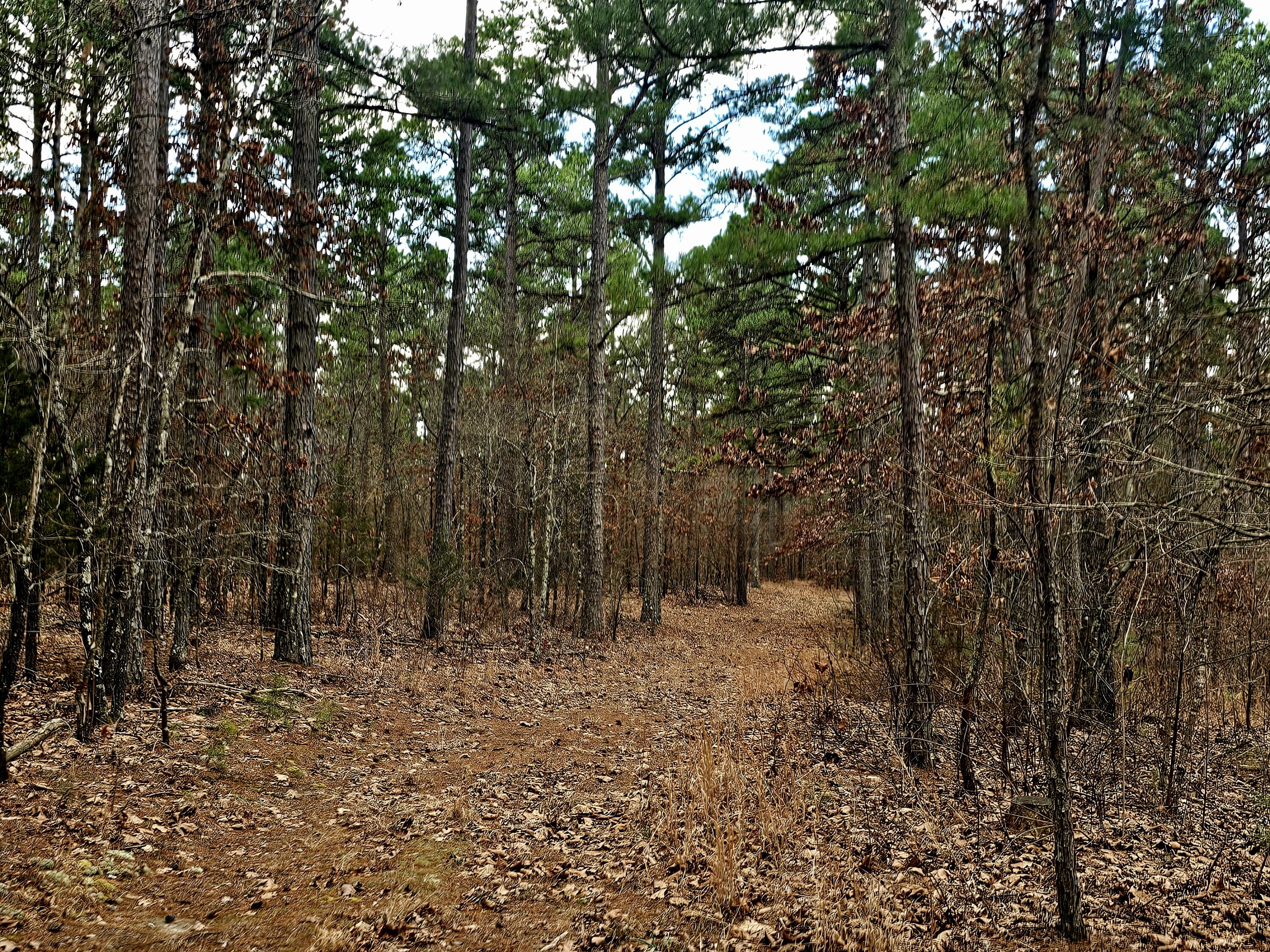 Photo 59 - Farm for sale – 15556  Slab Spring Drive  Licking, MO