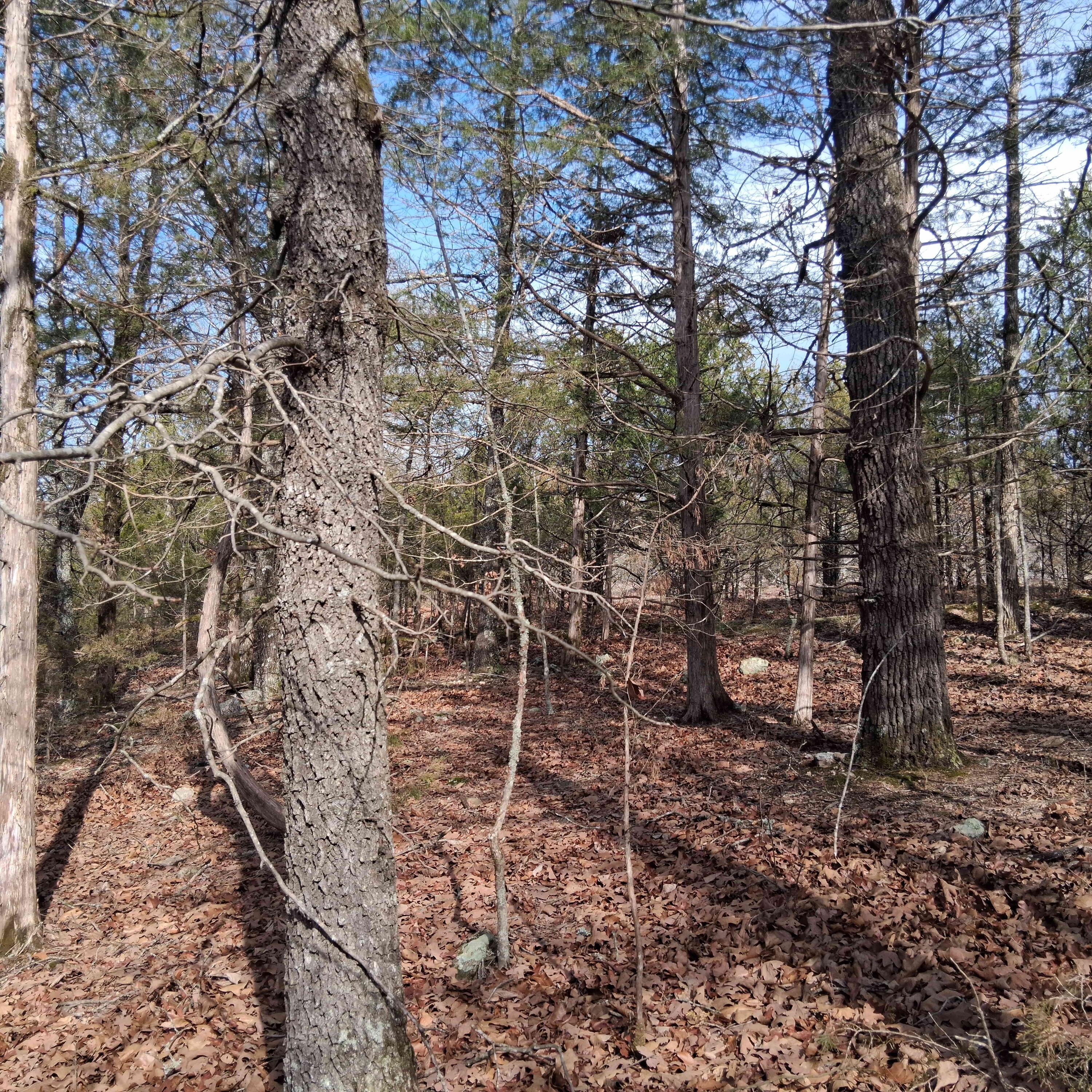 Photo 9 - Land for sale – Lts 285  Thru 288 Greers Ferry Road  Branson, MO