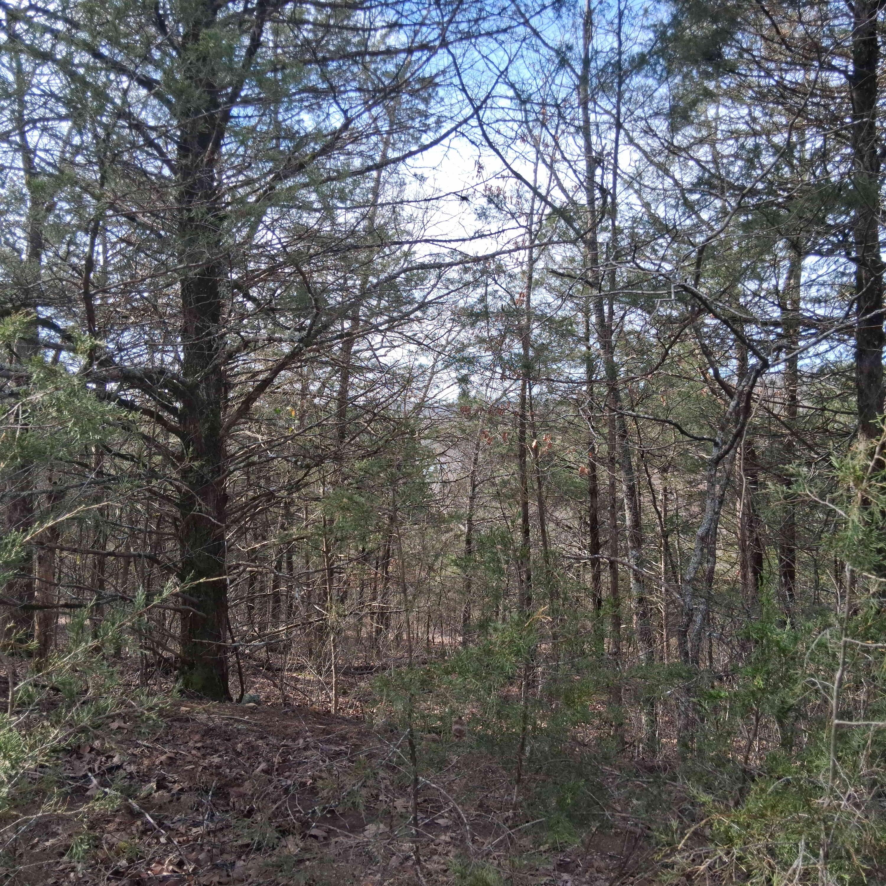 Photo 5 - Land for sale – Lot 301  Greers Ferry Road  Branson, MO