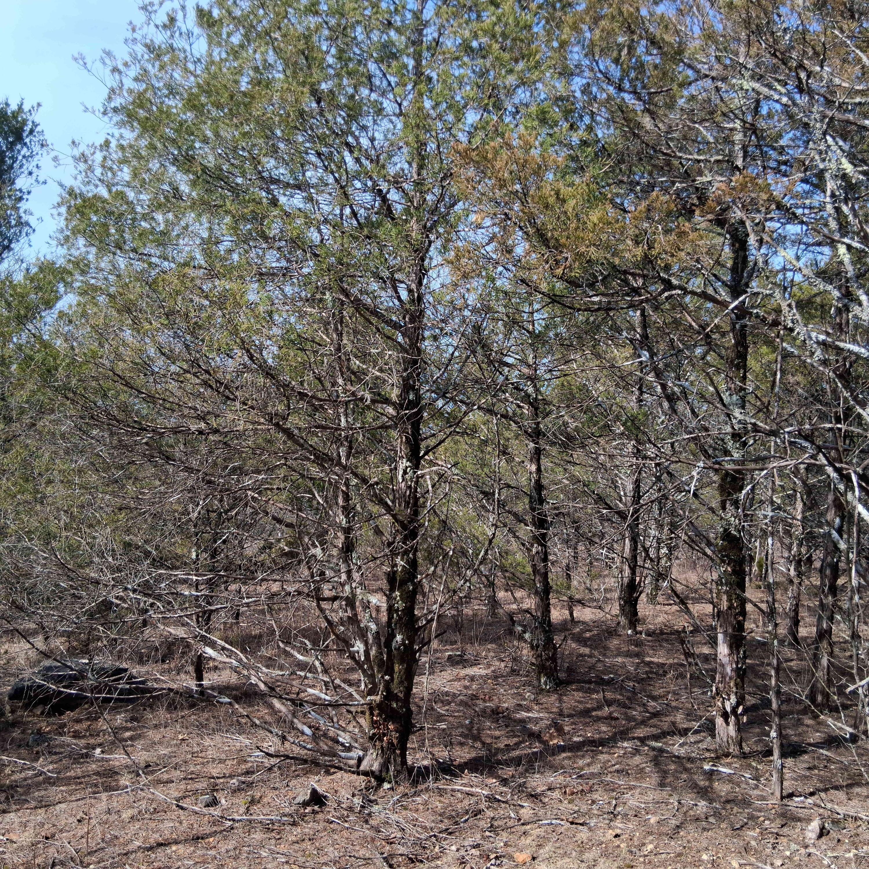 Photo 31 - Land for sale – 000  Greers Ferry Road  Branson, MO