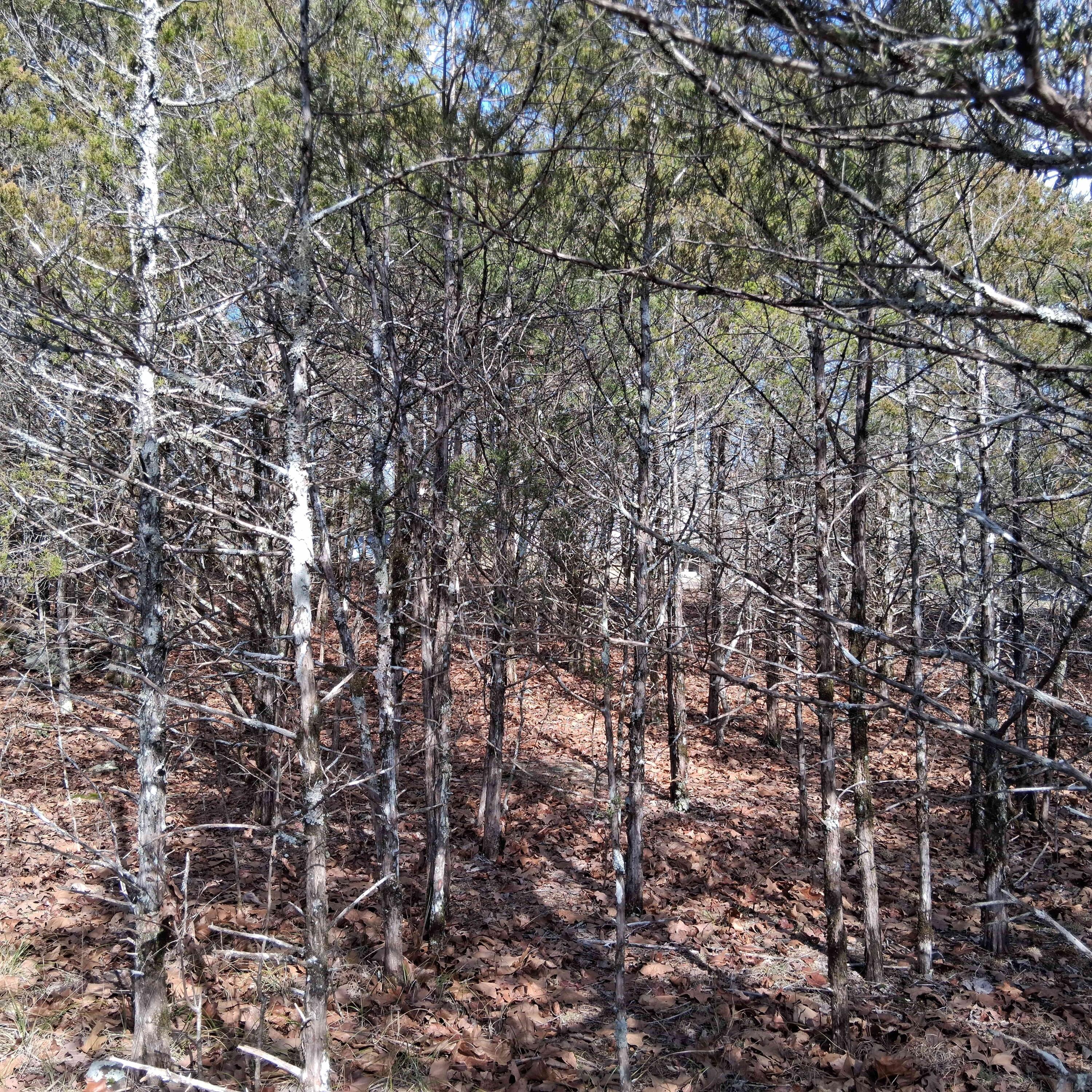 Photo 30 - Land for sale – 000  Greers Ferry Road  Branson, MO
