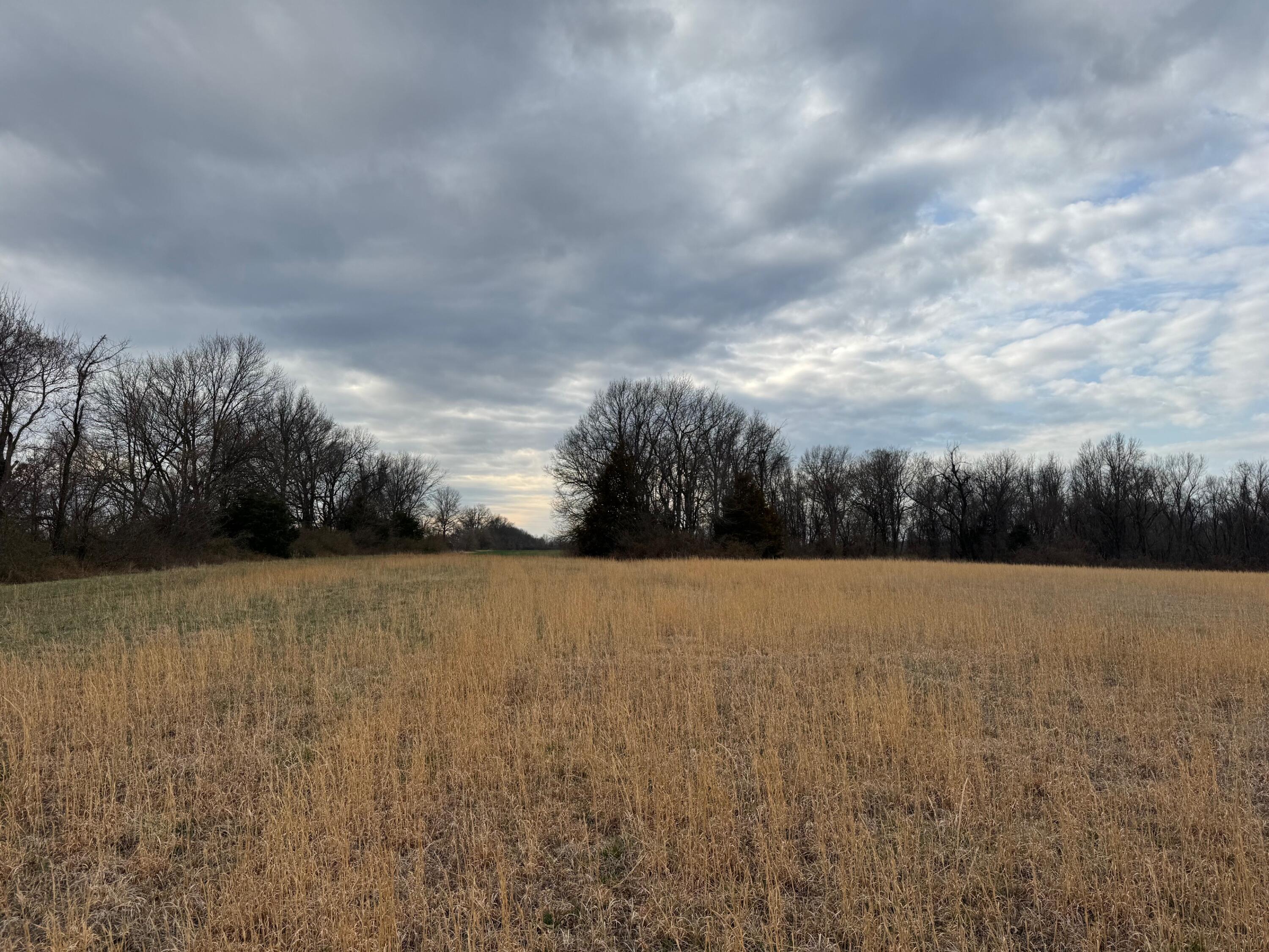 Photo 3 - Land for sale – Tbd  County Road 270   Asbury, MO