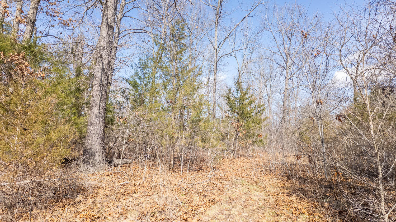 Photo 14 - Land for sale – 000  Private Drive County Road 803b   Gainesville, MO