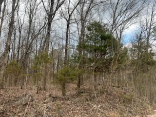 Photo 53 - Farm for sale – 8103  County Road 455   Birch Tree, MO