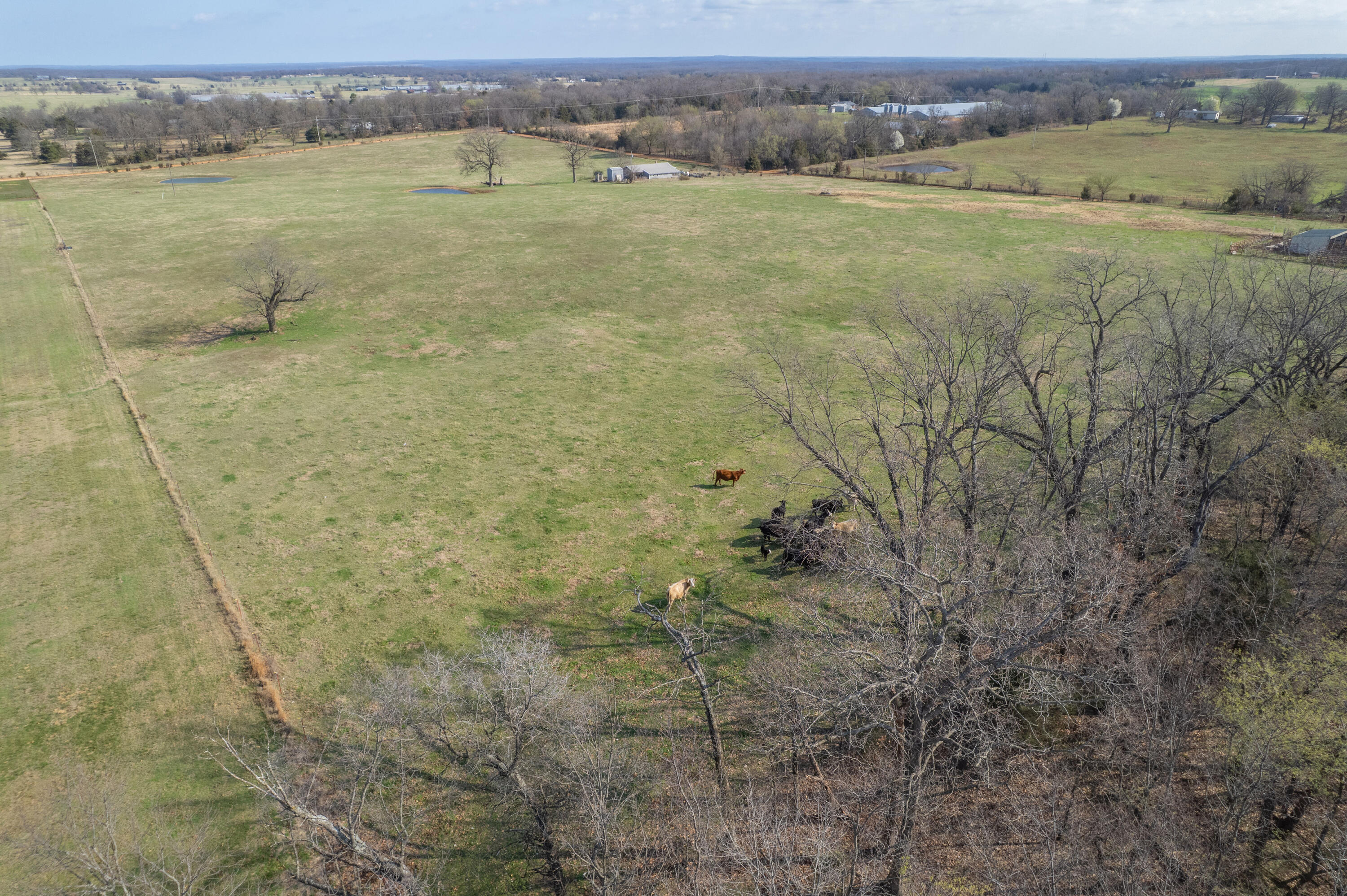 Photo 16 - Land for sale – 19+/-  Acres Holly Road  Southwest City, MO
