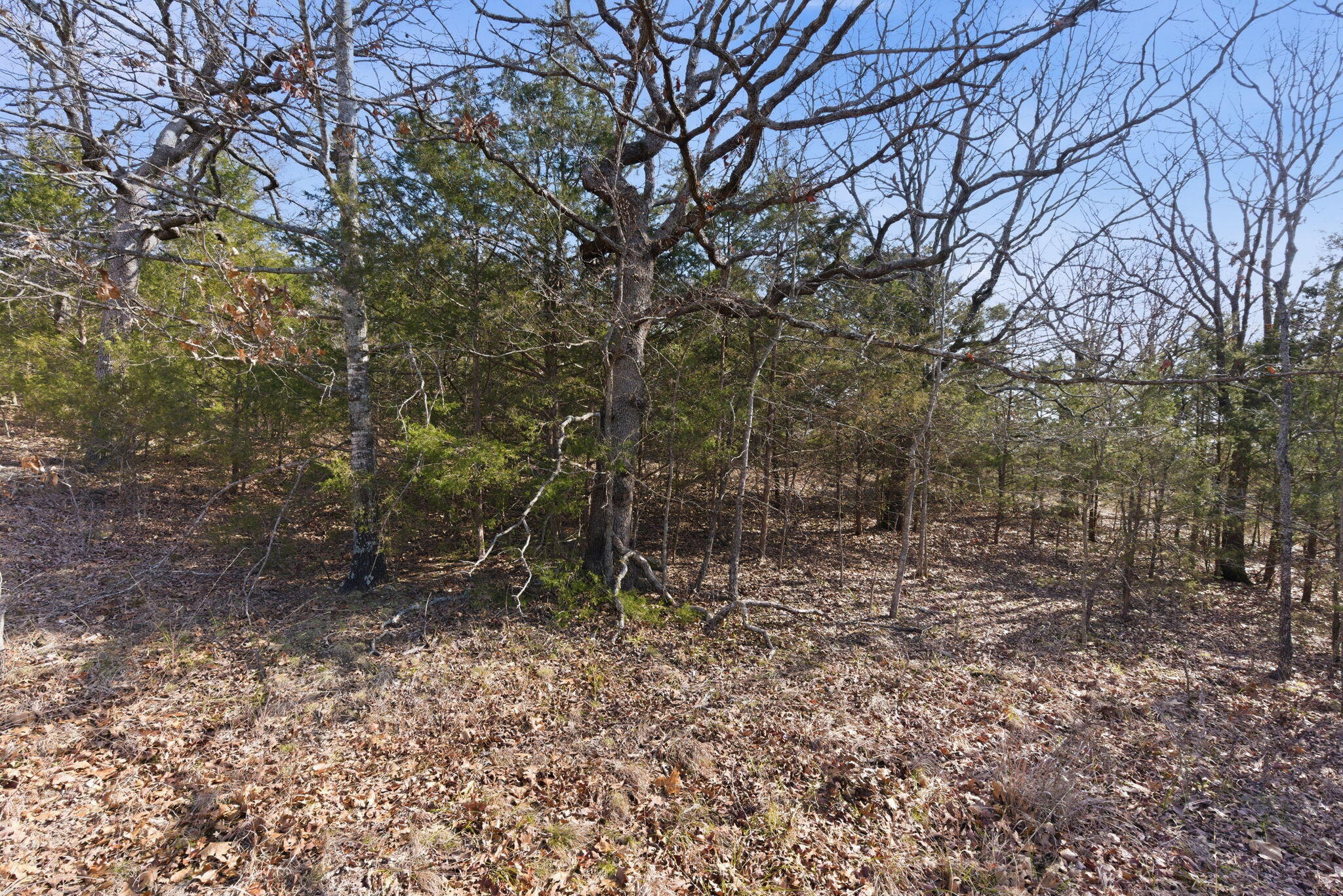Photo 9 - Land for sale – 153  Windy Ridge Drive  Hollister, MO